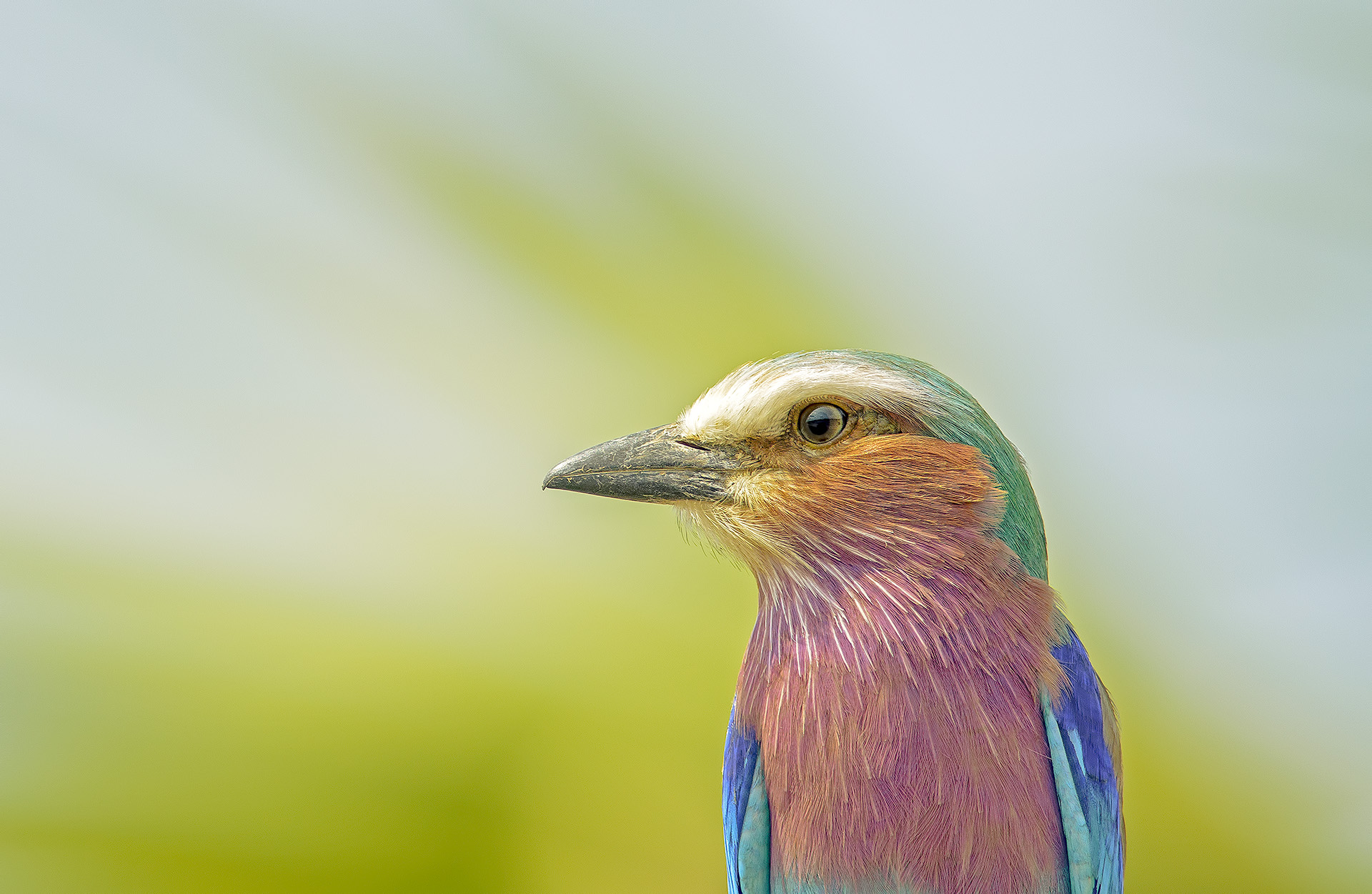 Coracias Caudatus (Ghiandaia marina pettolilla)