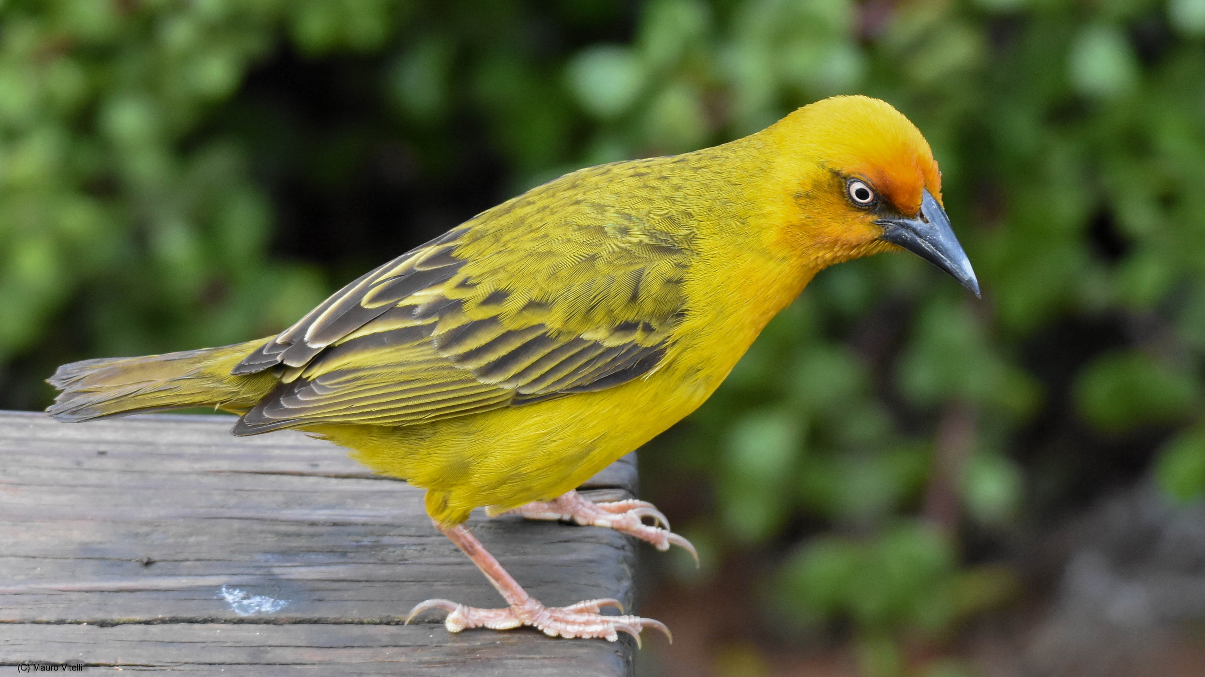 Cape Weaver (Ploceus capensis)
