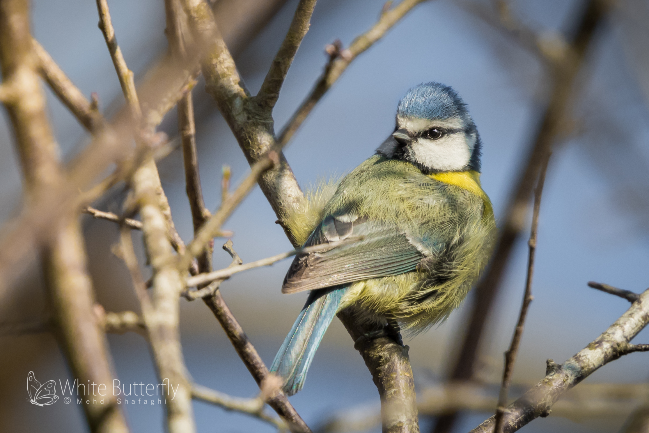 Blue Tit