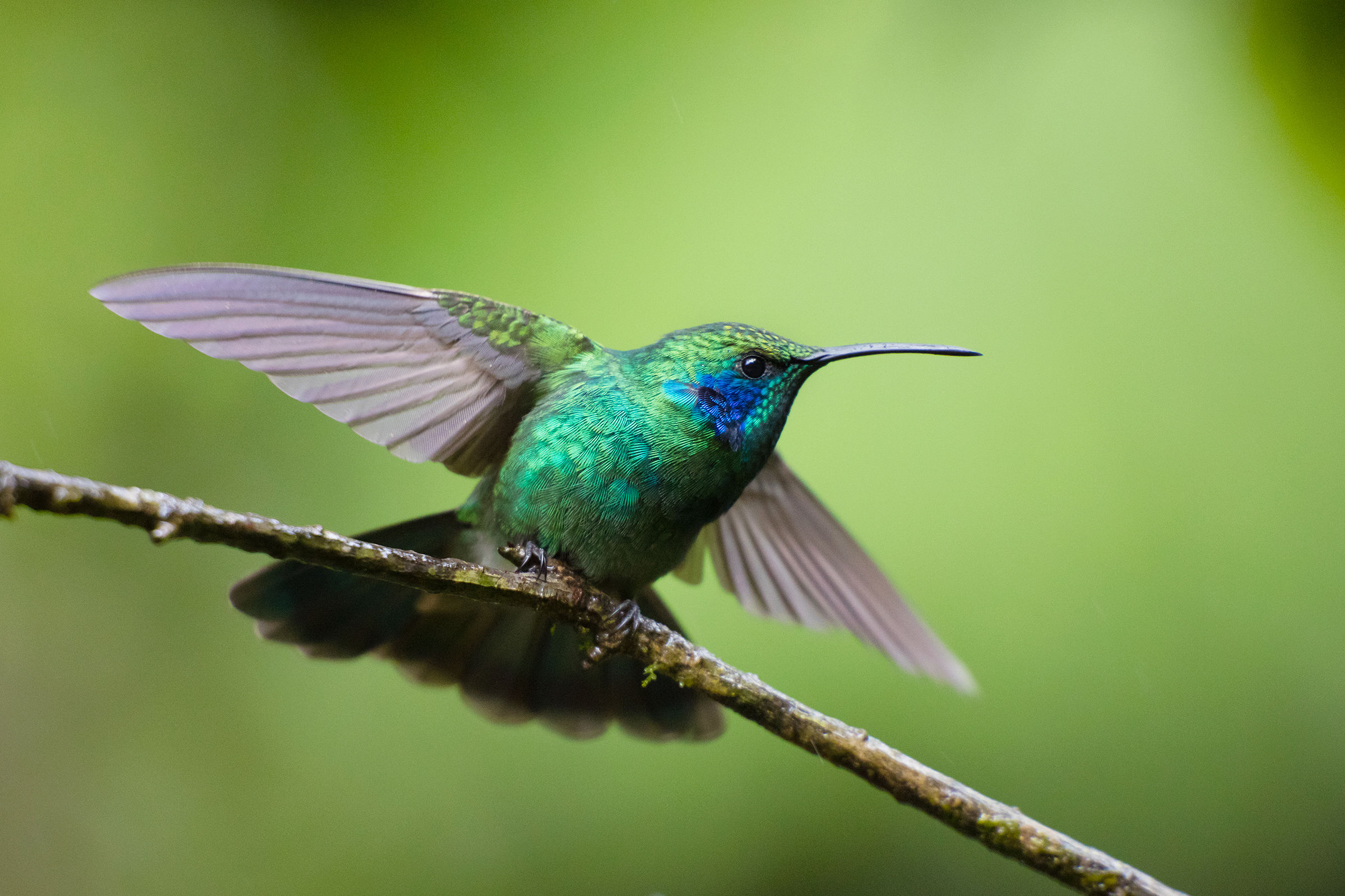 Verde Violetear (Colibri thalassinus)