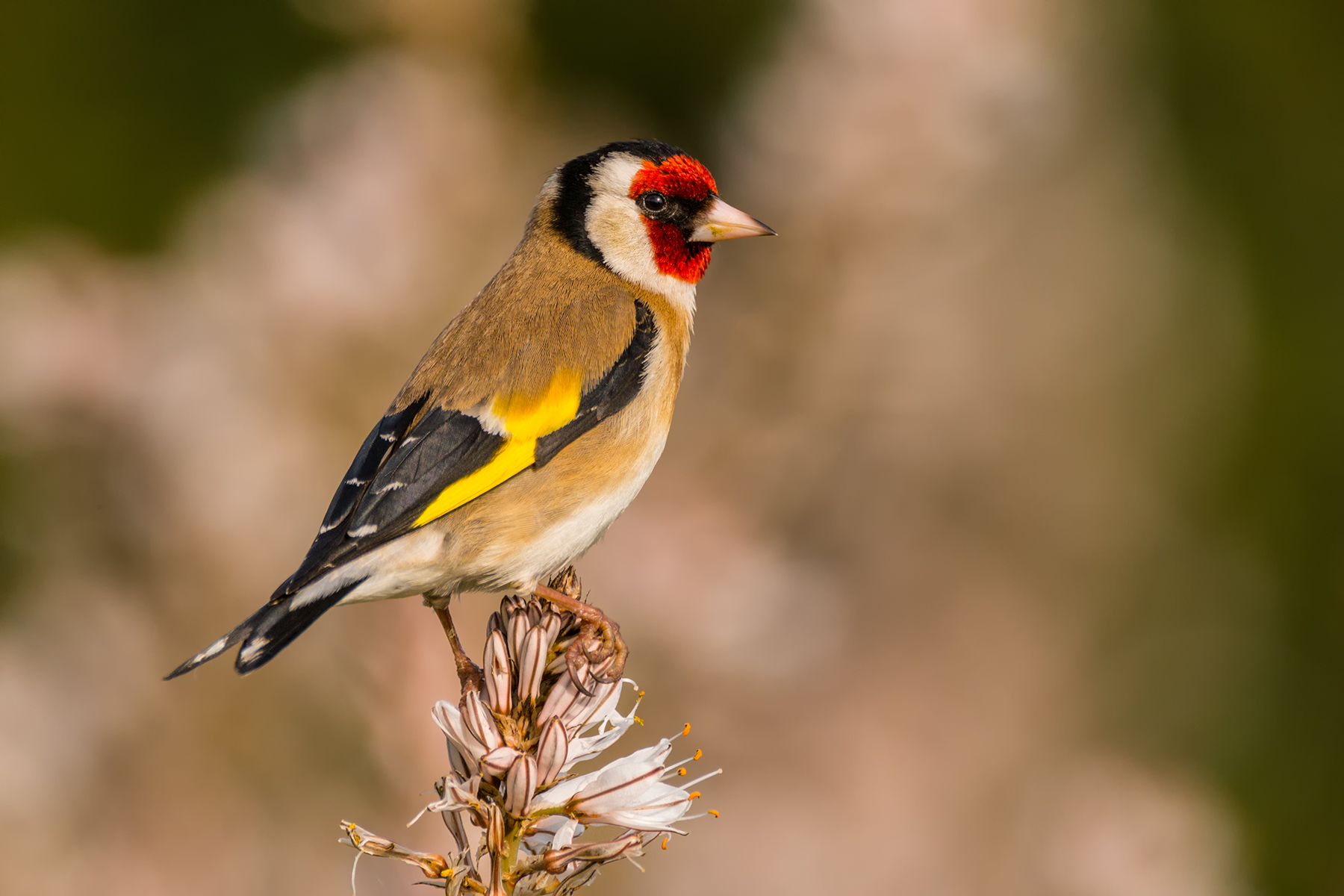Goldfinch