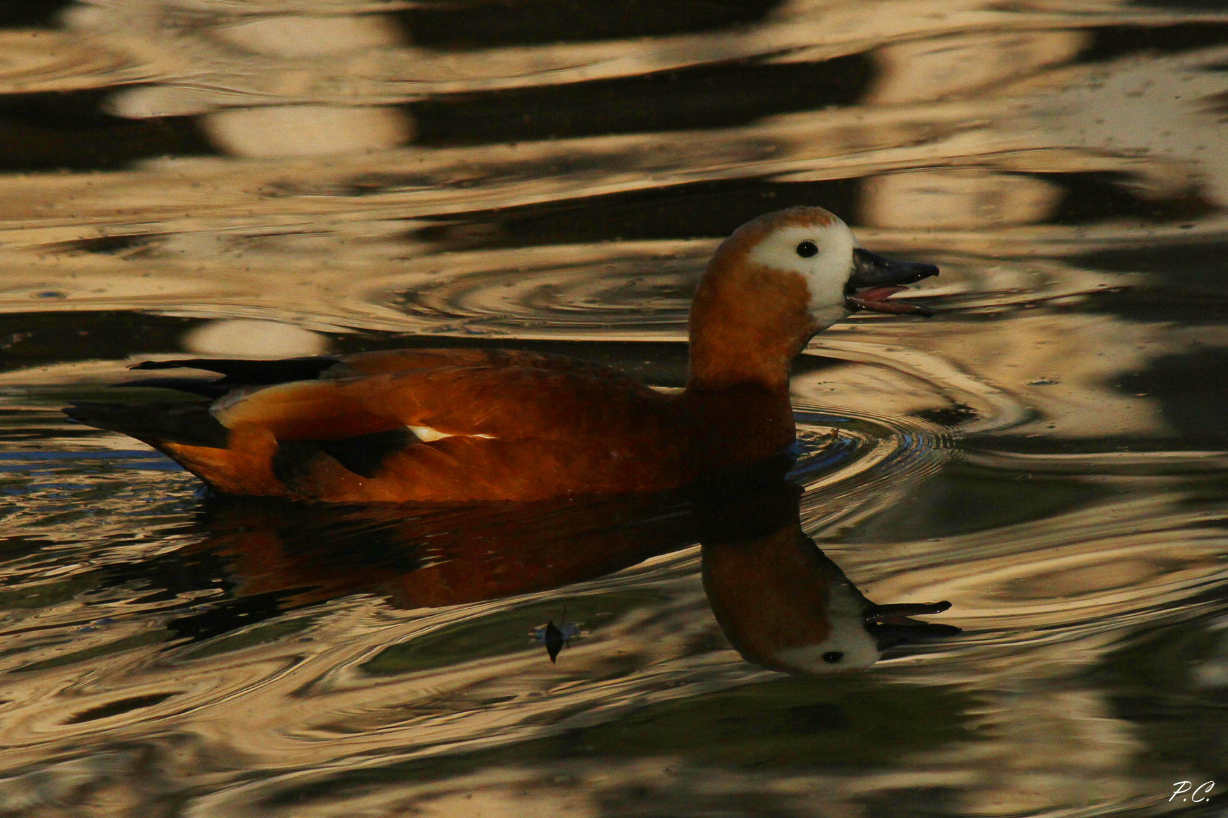 shelduck in water