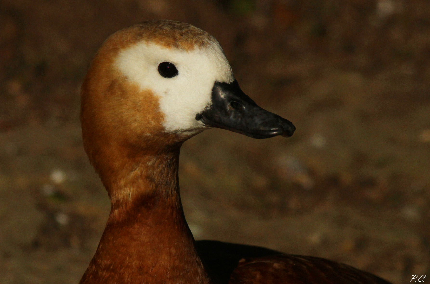 shelduck portrait