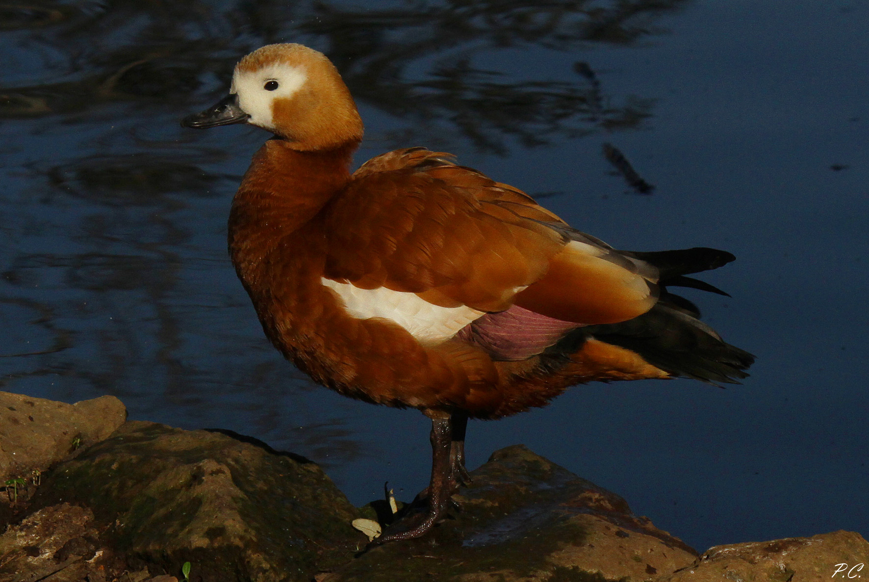 shelduck ground
