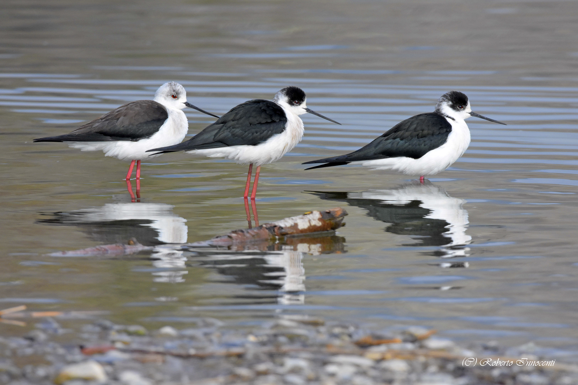 The rest of the Knights of Italy