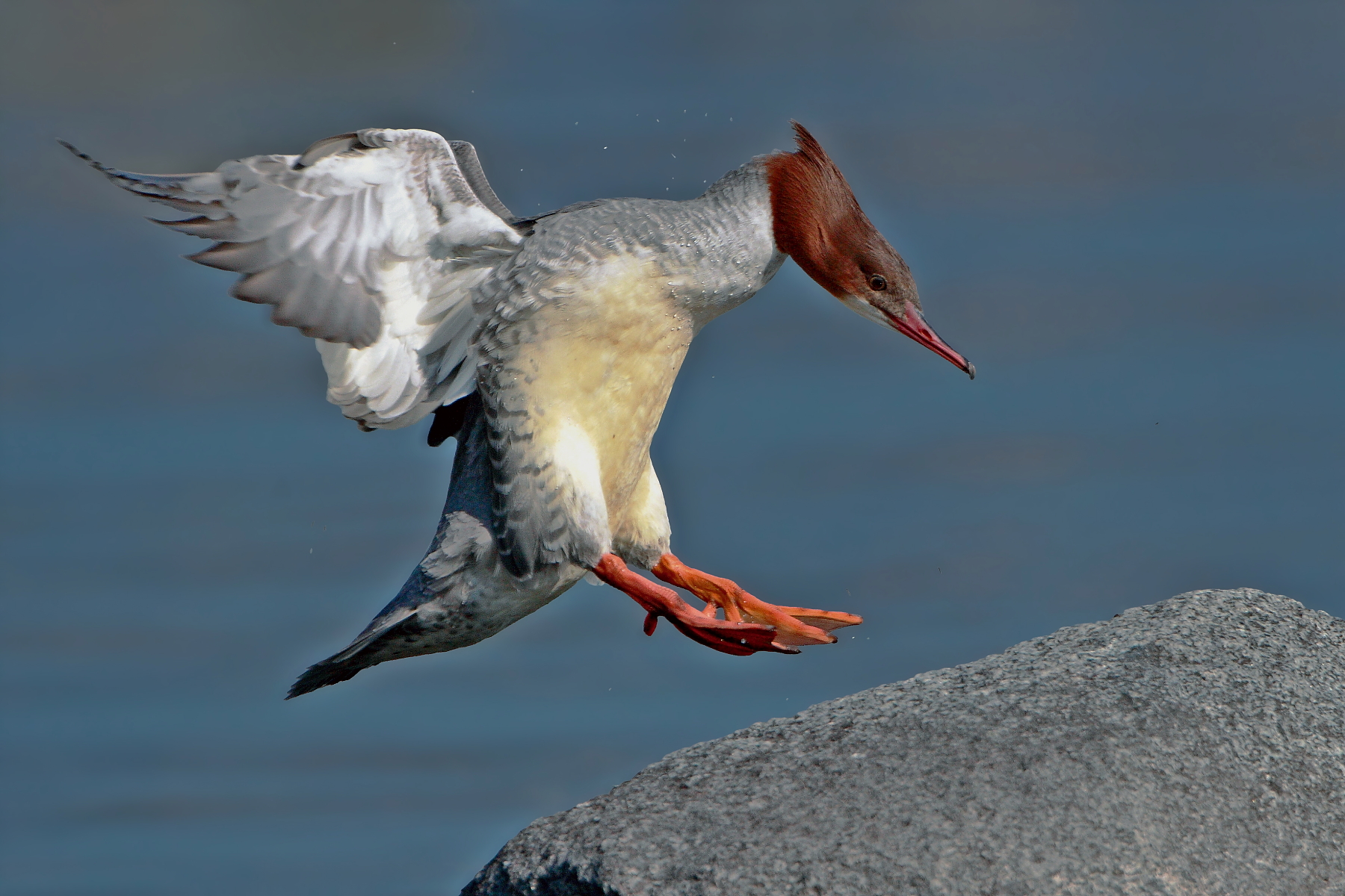 L'arrivo (femmina di smergo).