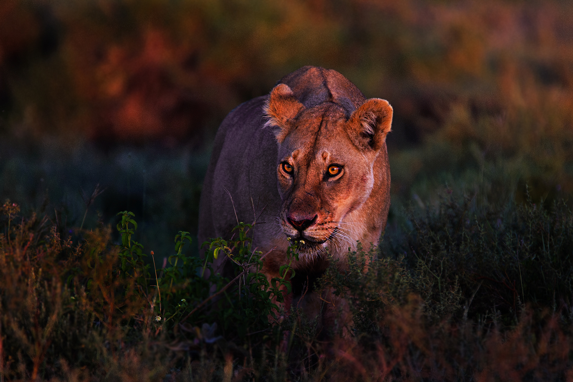 Red Lioness
