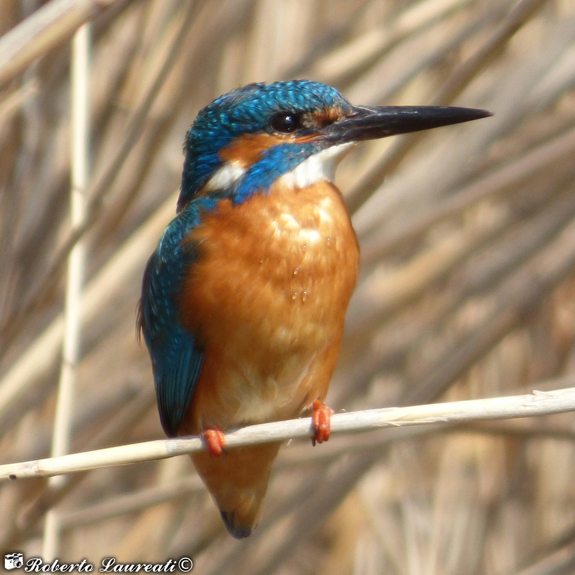 Kingfisher (Alcedo atthis)