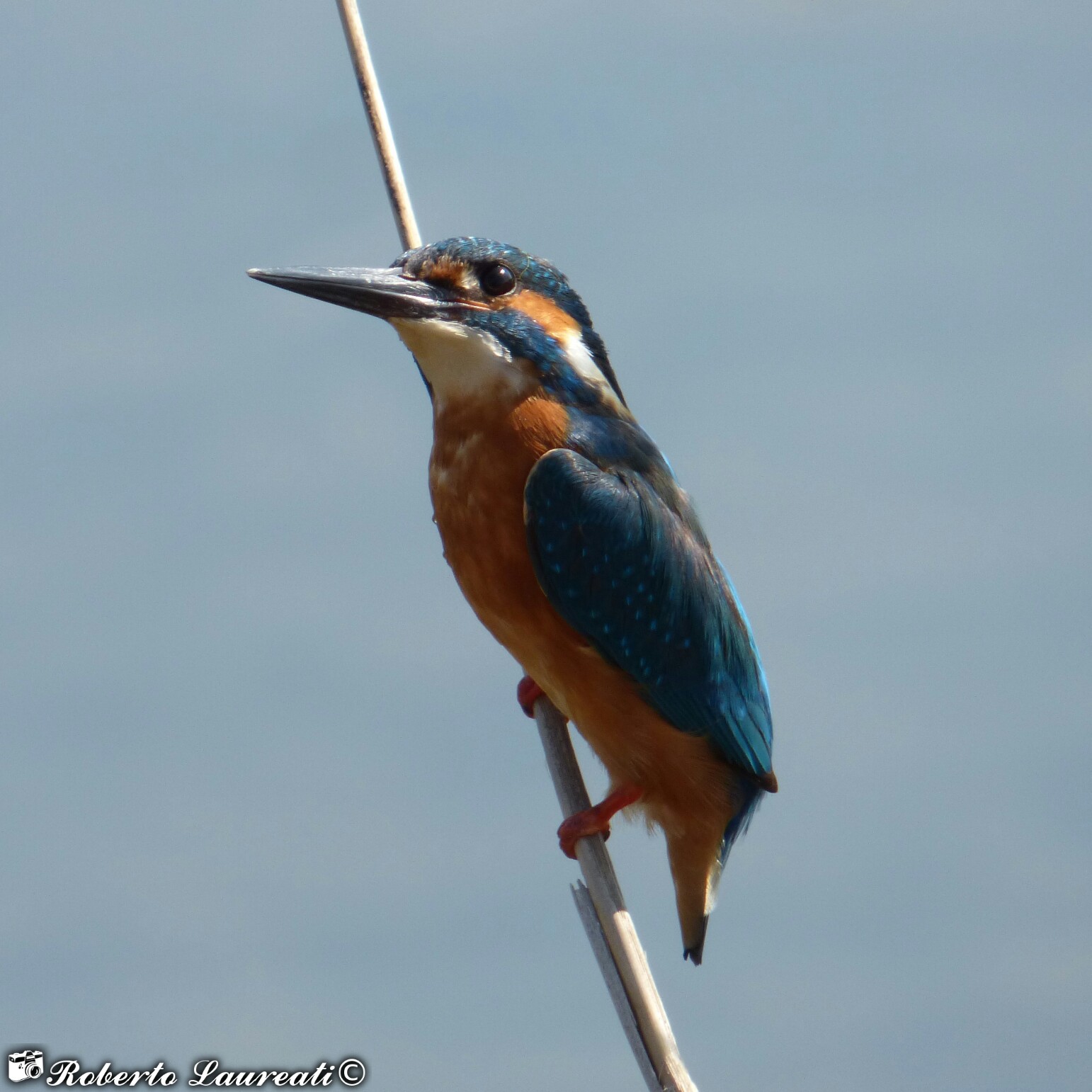 Kingfisher (Alcedo atthis)