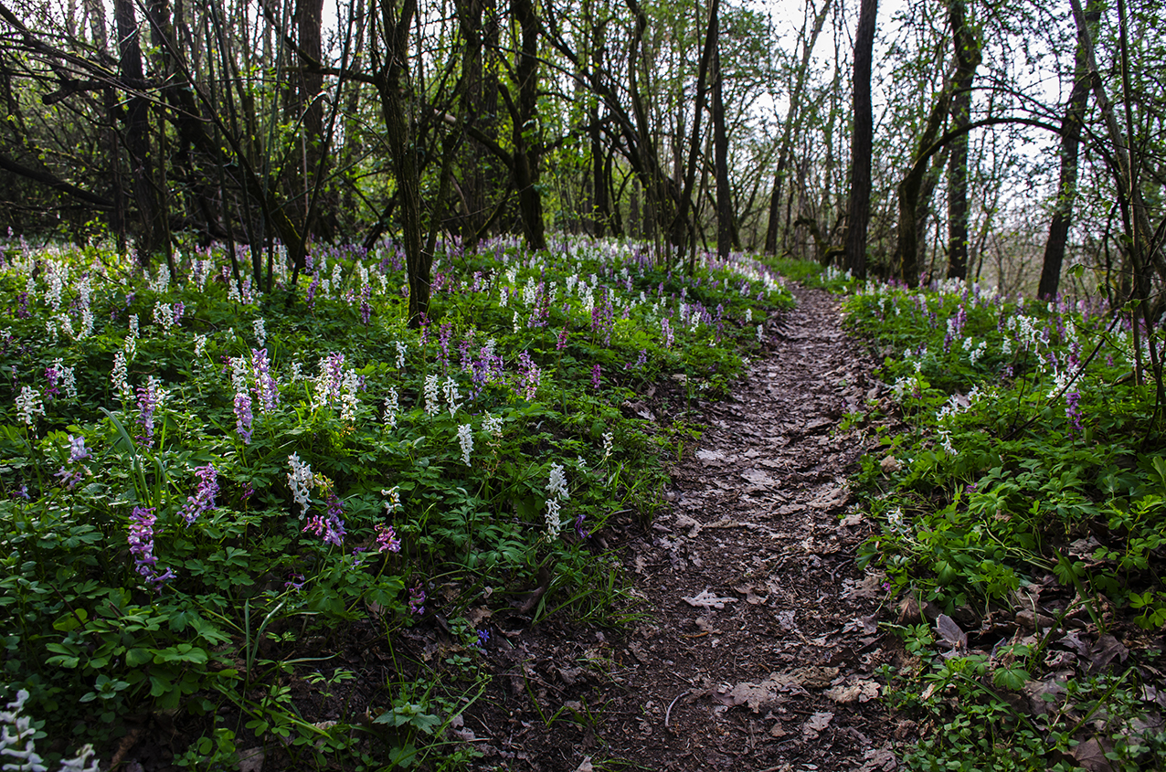 Primavera nel bosco