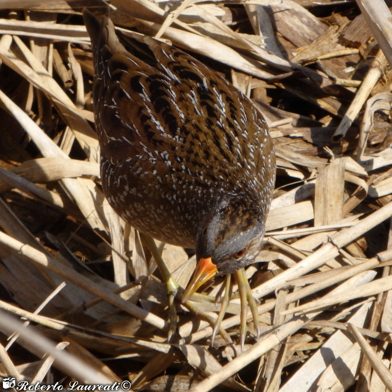 Spotted Crake (Porzana porzana)