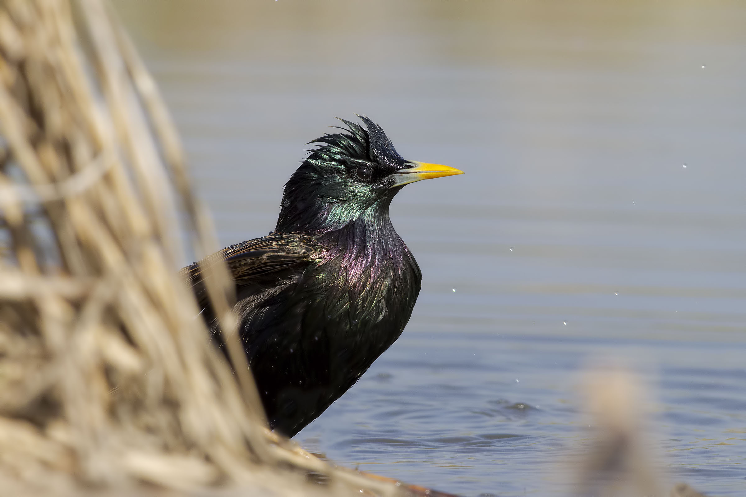 e.. datemi un asciugacapelli please !!!!