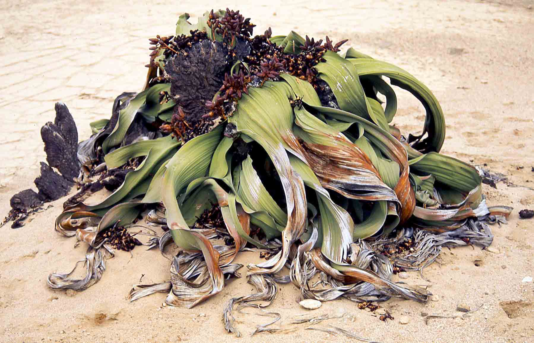 Welwitscia mirabilis