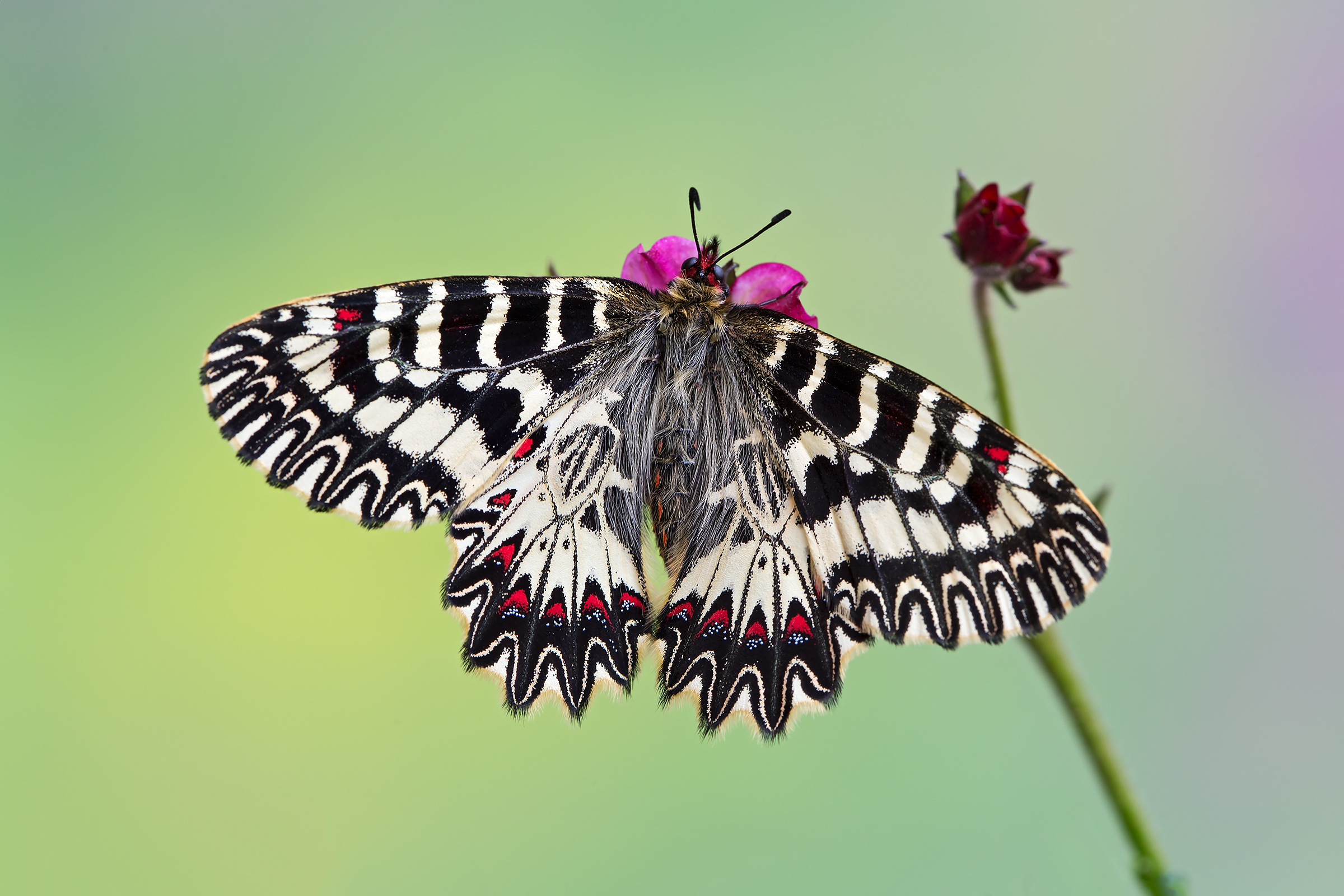 Zerynthia cassandra