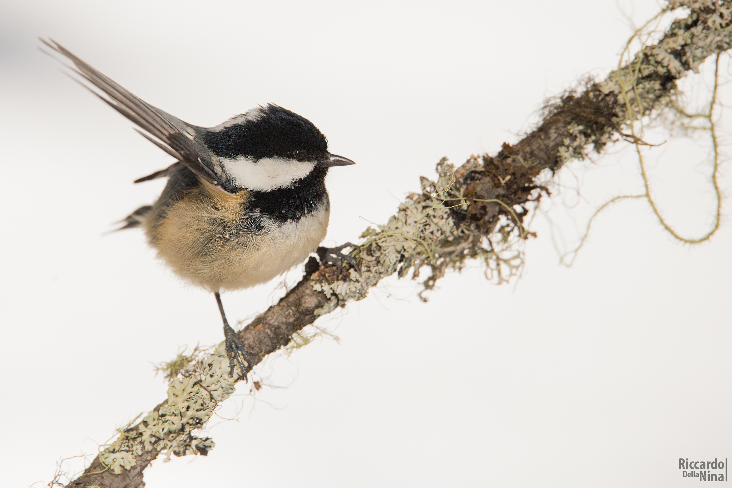 coal tit