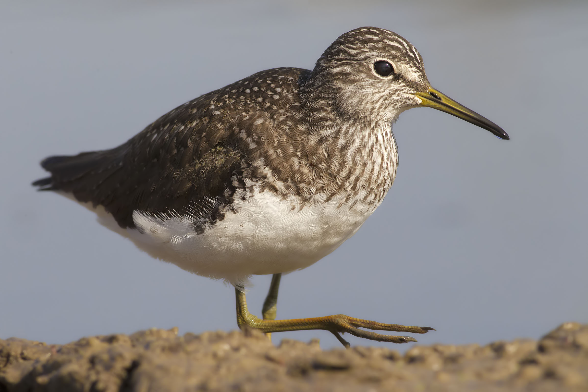 Piro Piro boschereccio