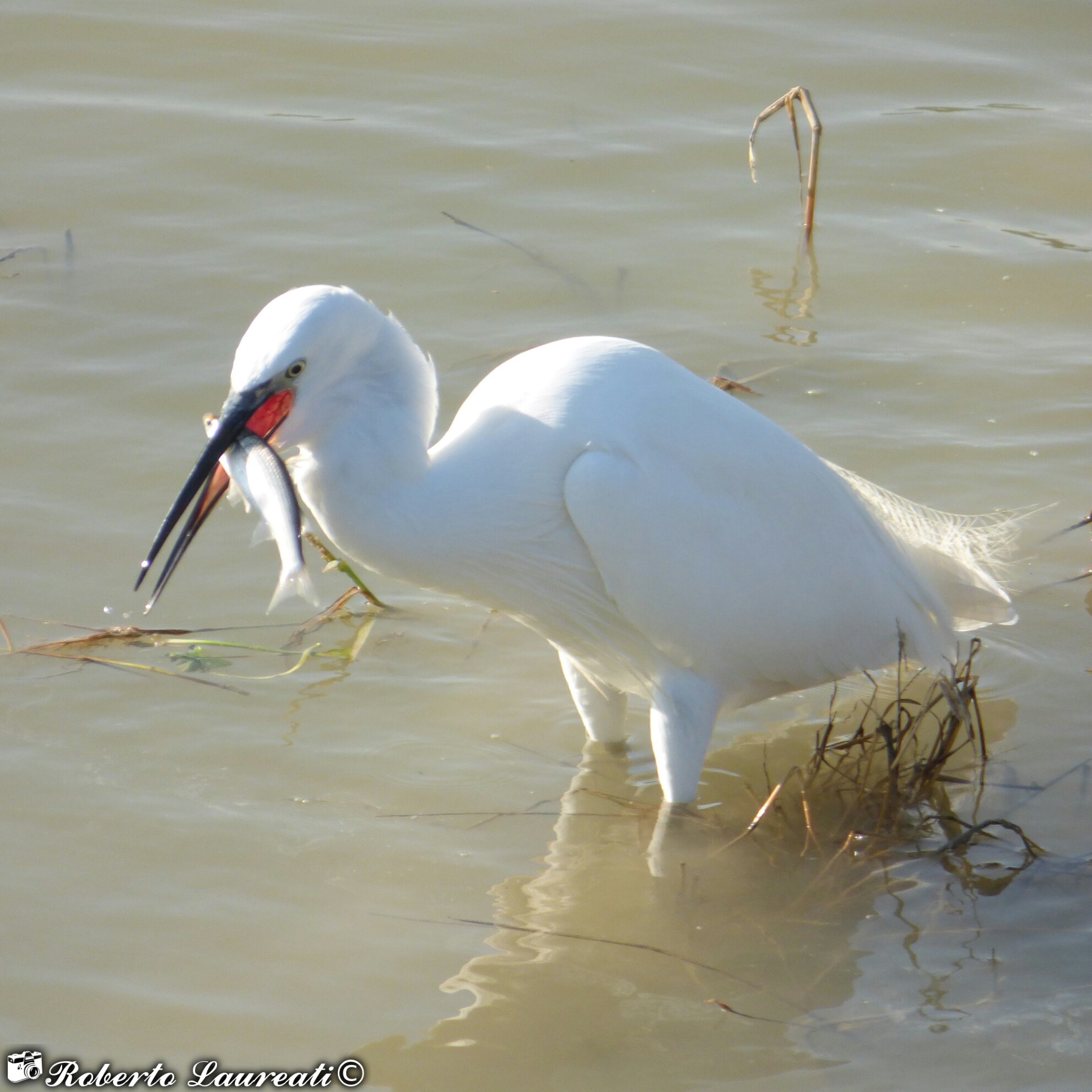 Little Egret (Egretta garzetta)