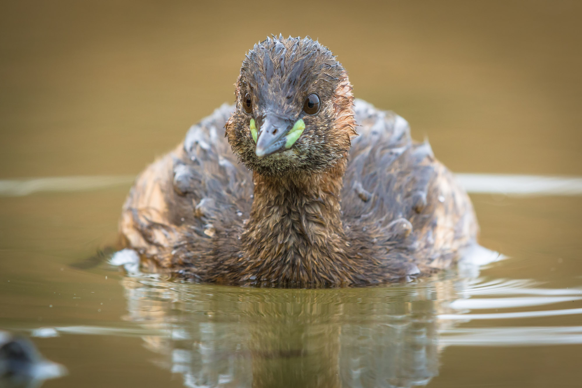 Little Grebe close by