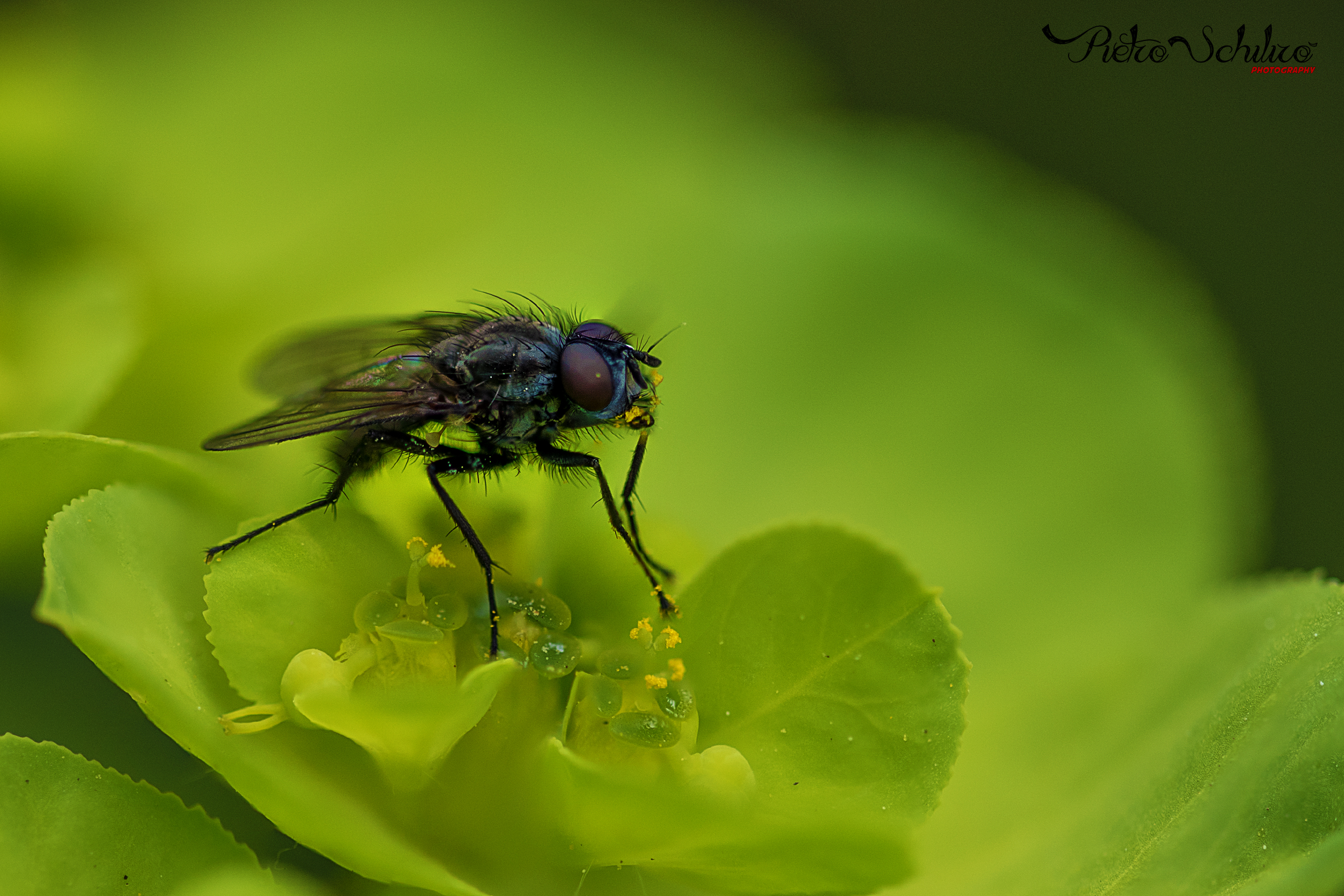 Mosca - macro 105 sigma