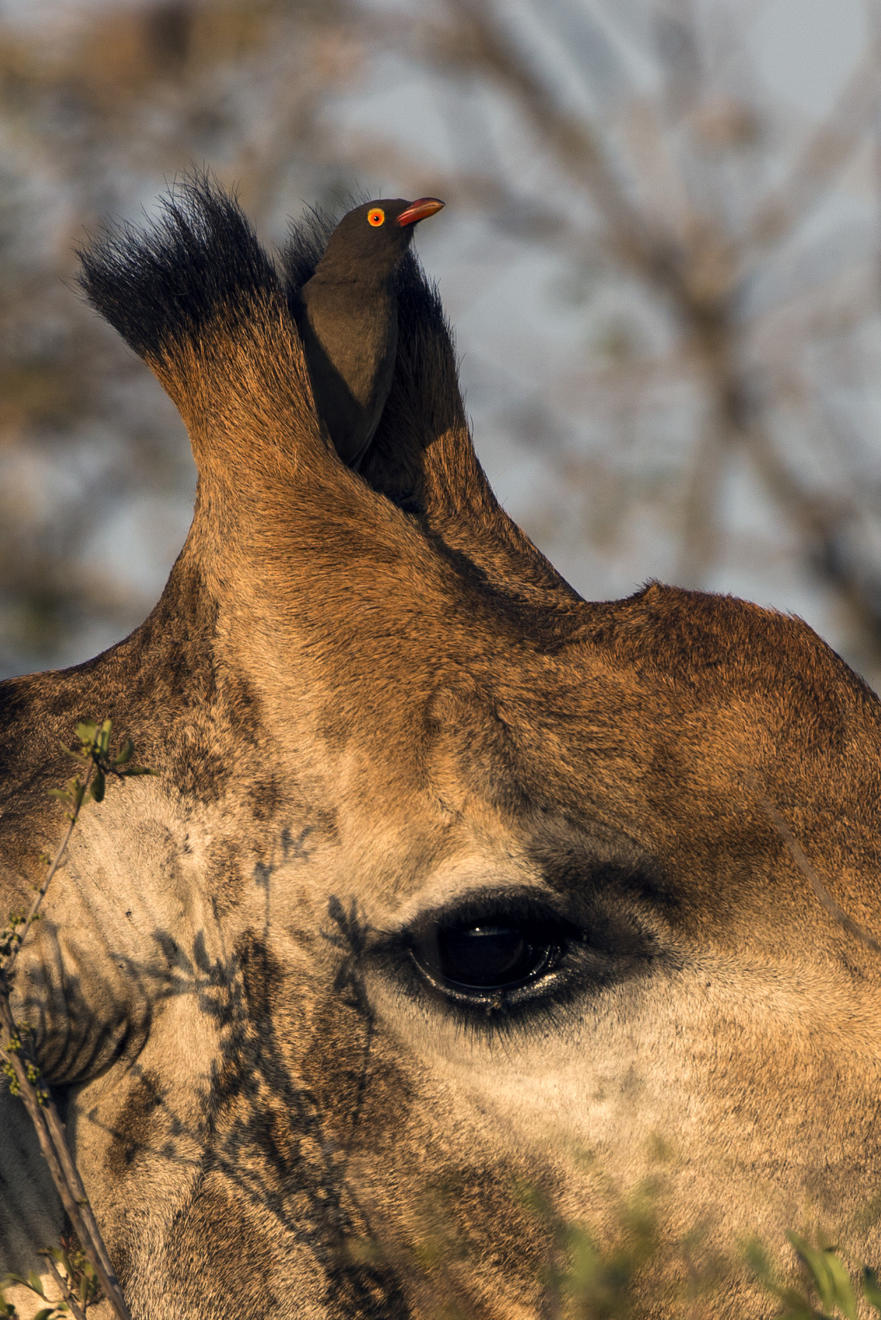 Qua si sta come un pascià!