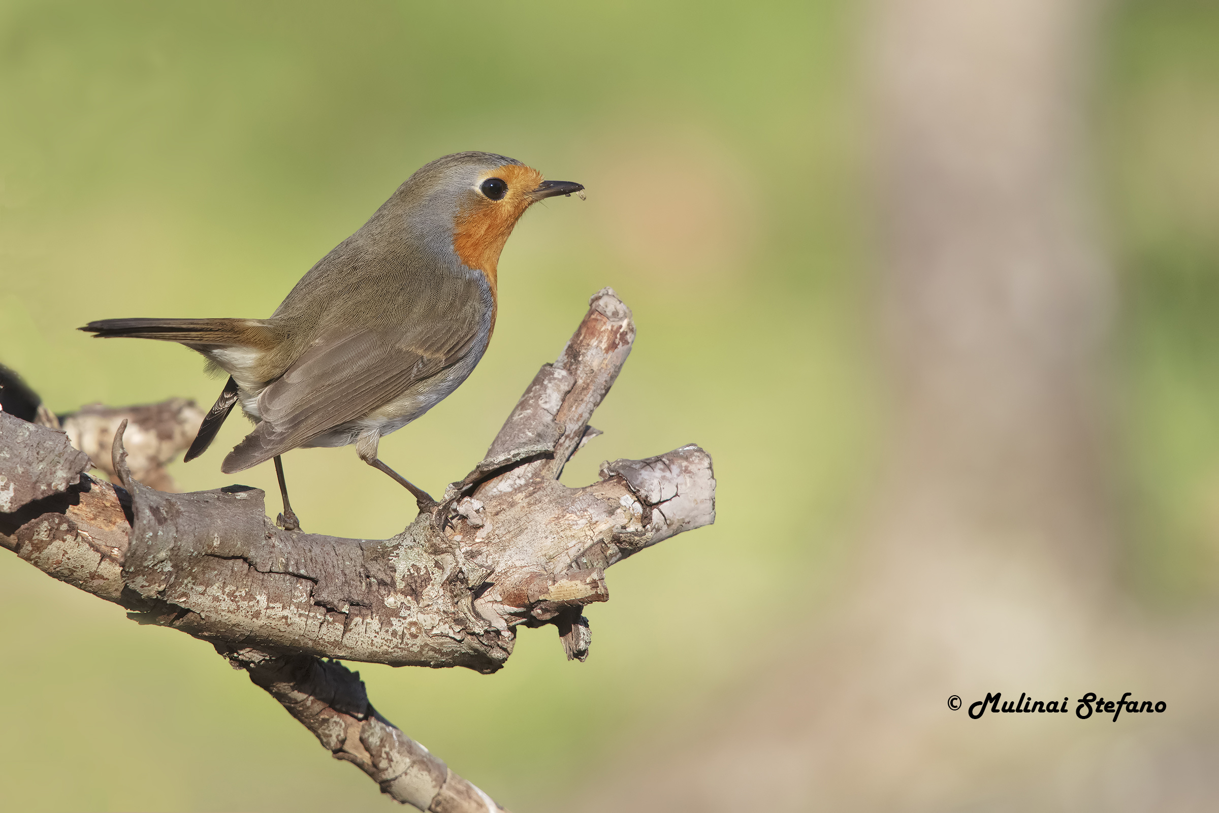 Pettirosso su tronco