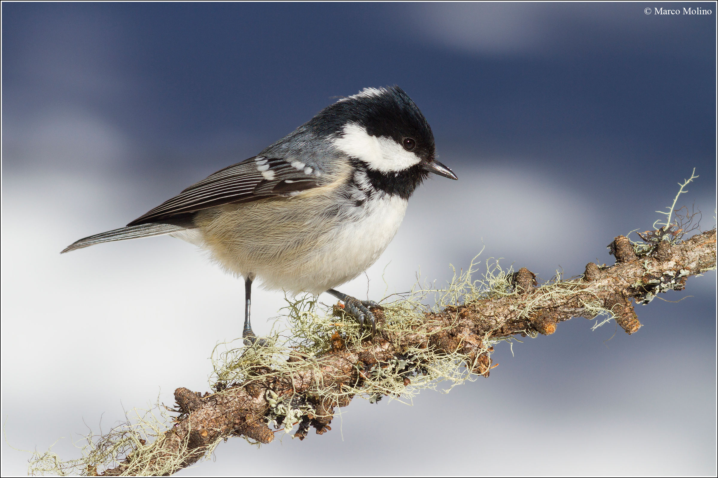 Periparus ater - blackberry Tit