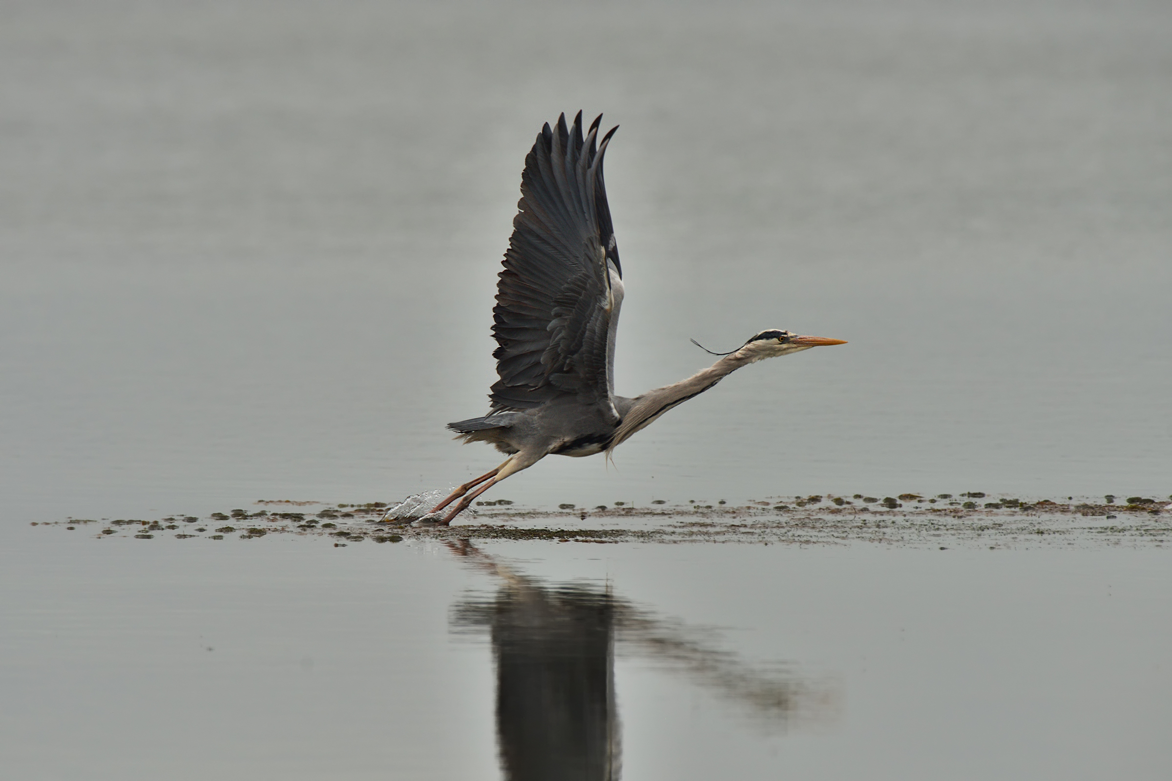 Heron taking off