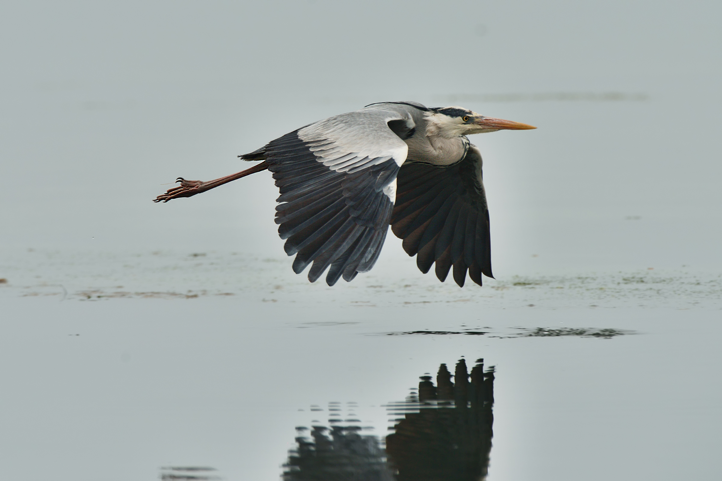 Grey Heron