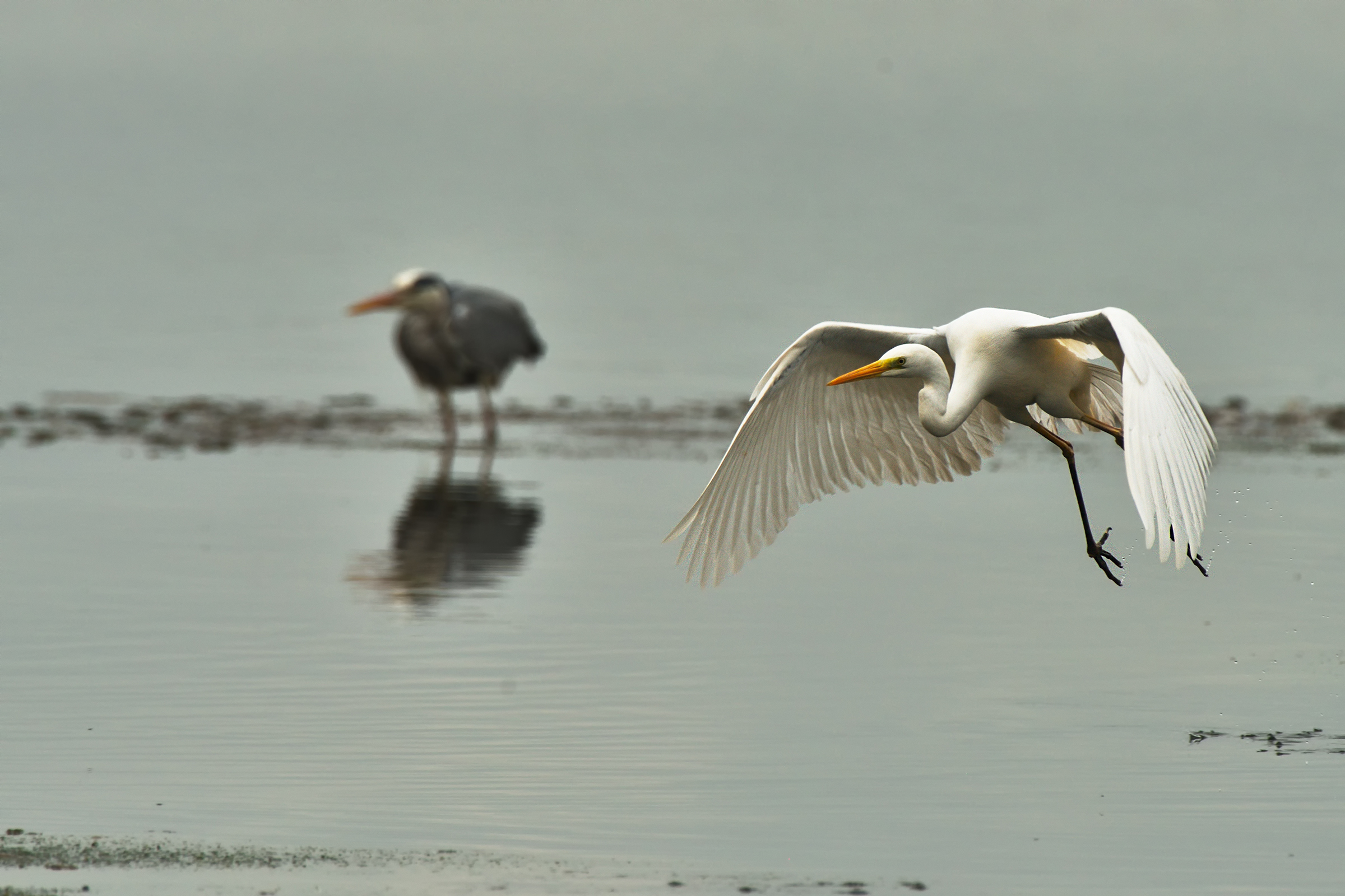 White Heron Maggiore