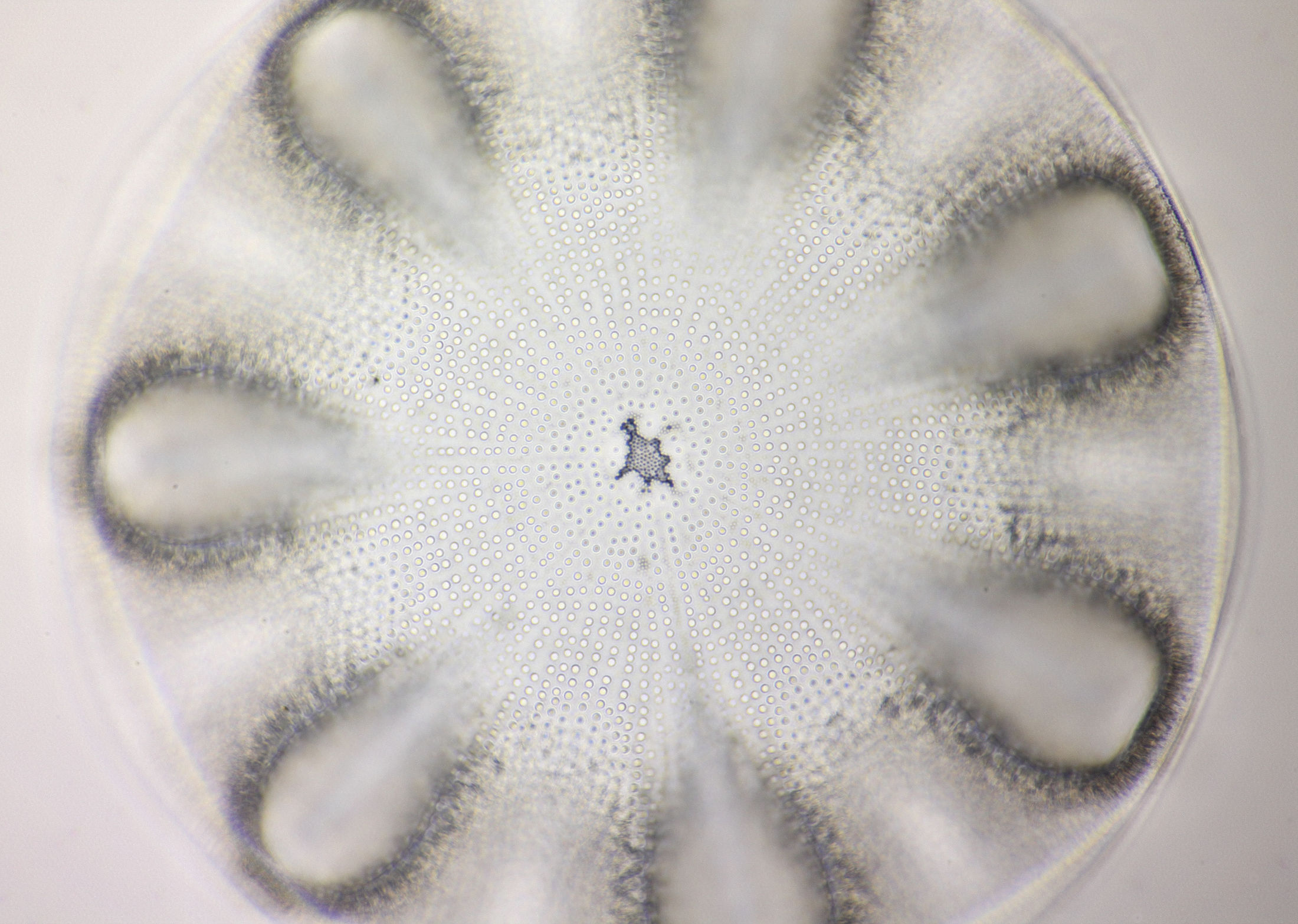 Diatom Aulacodiscus janischii, single photo