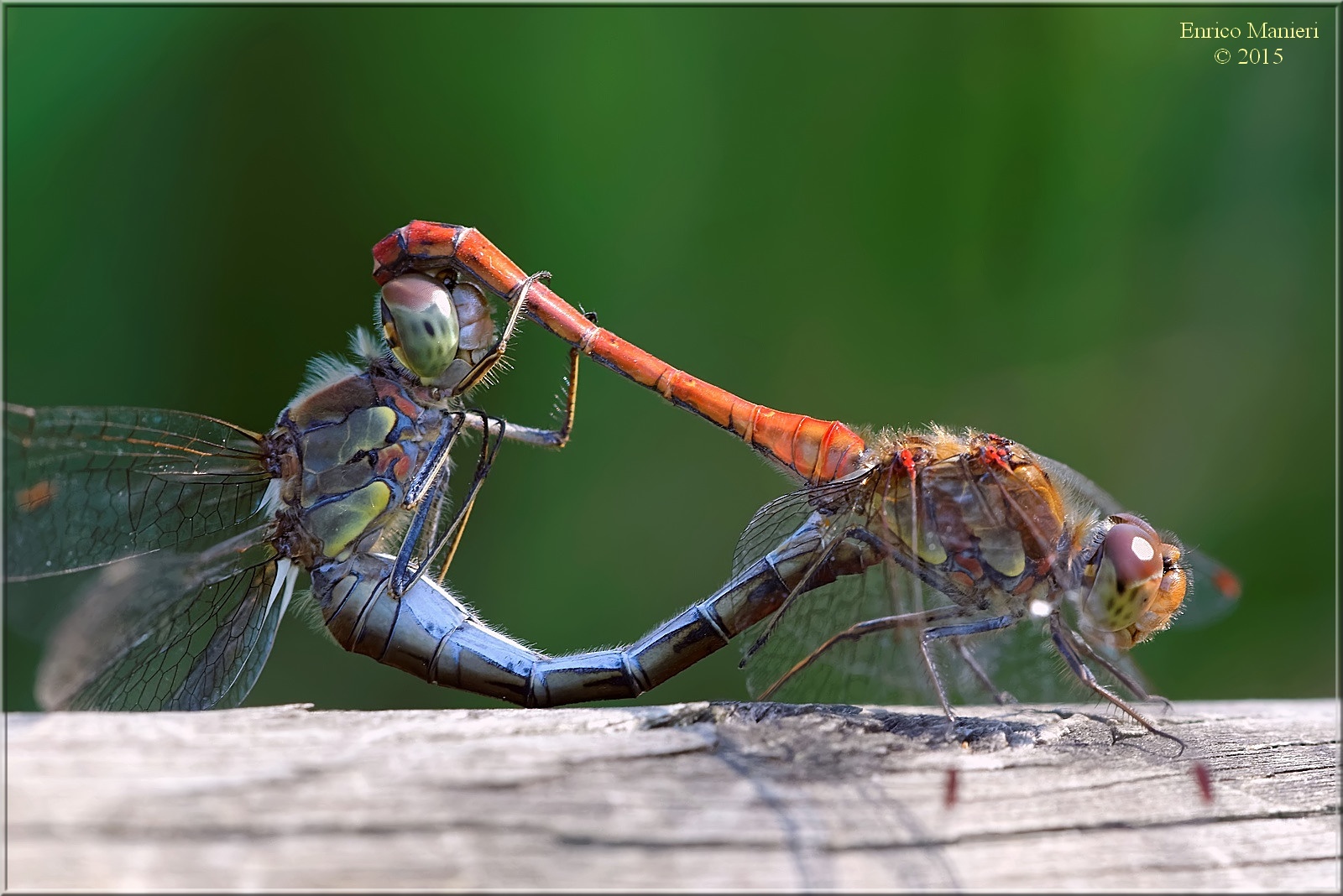 Sympetrum striolatum in accoppiamento