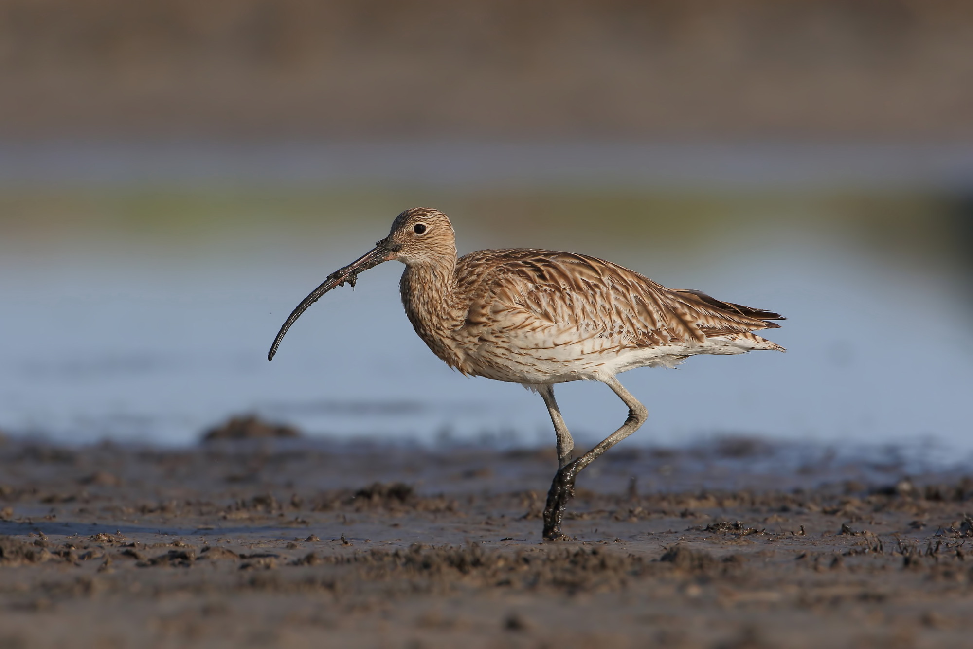 Curlew