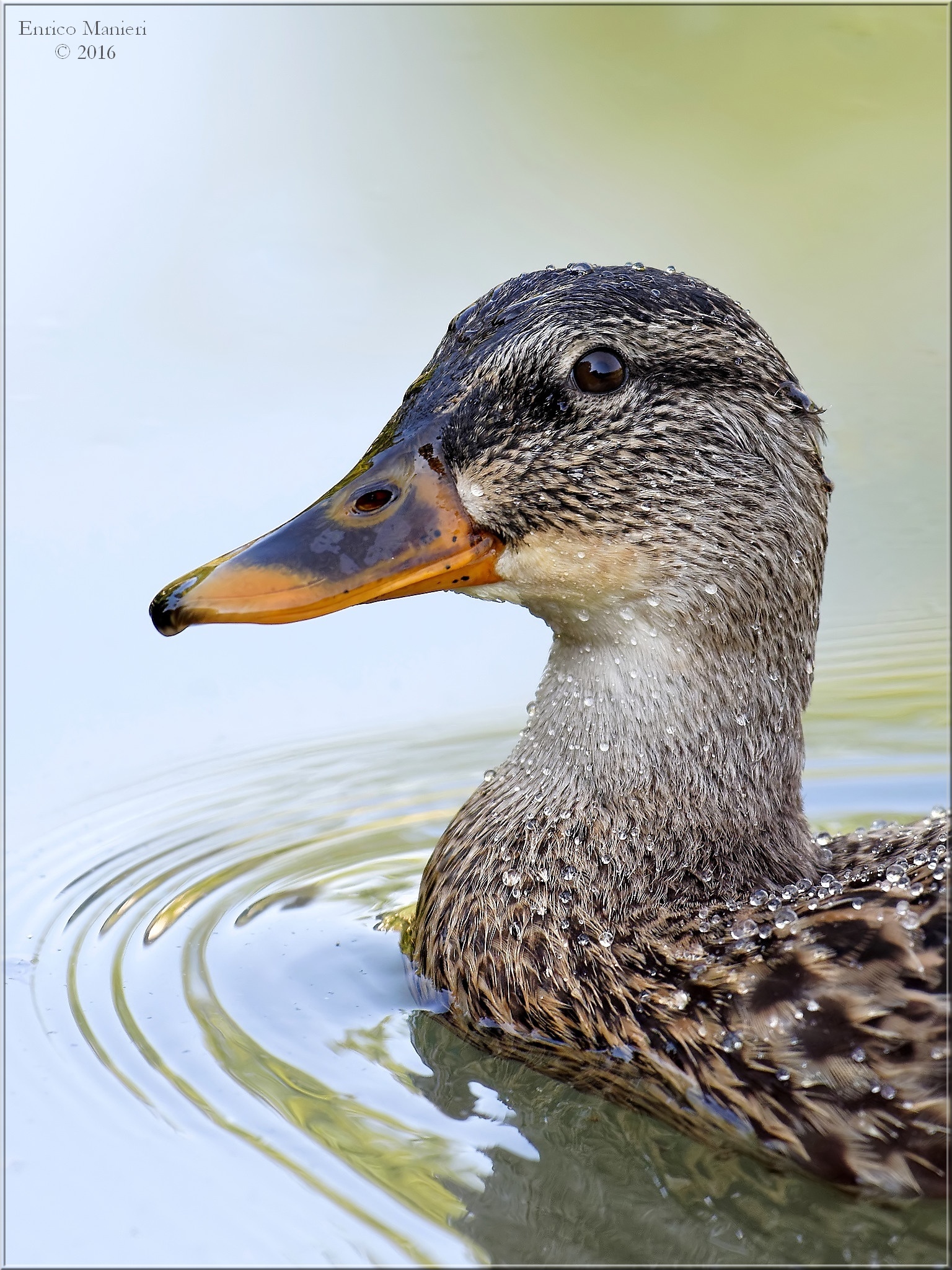 Mallard - Anas platyrhynchos