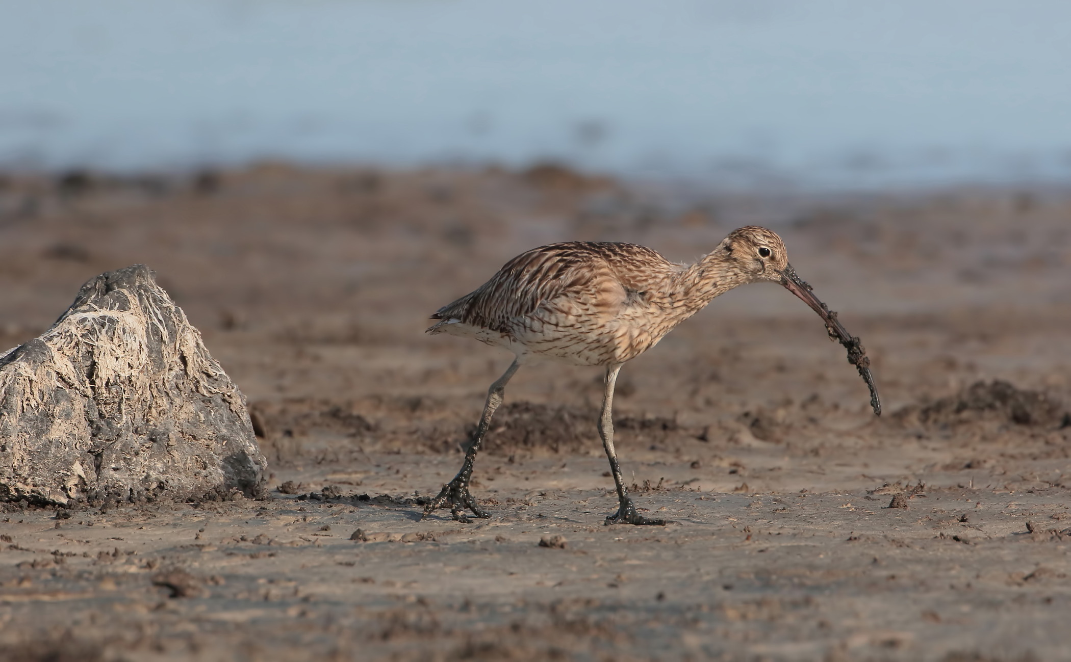 And the stone curlew