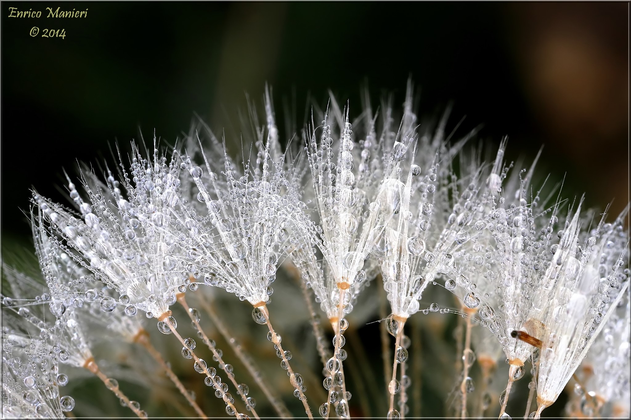 Dandelions with dew