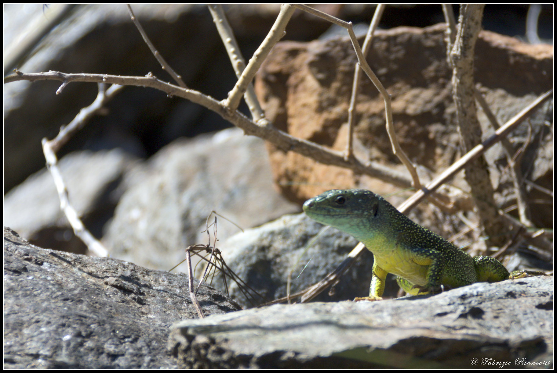 Basking in the first spring sunshine