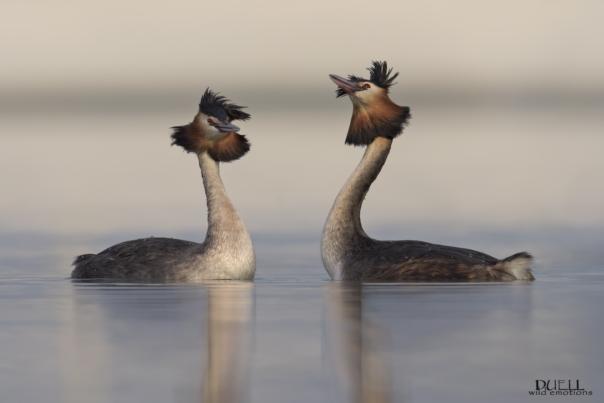 la danza al porticciolo