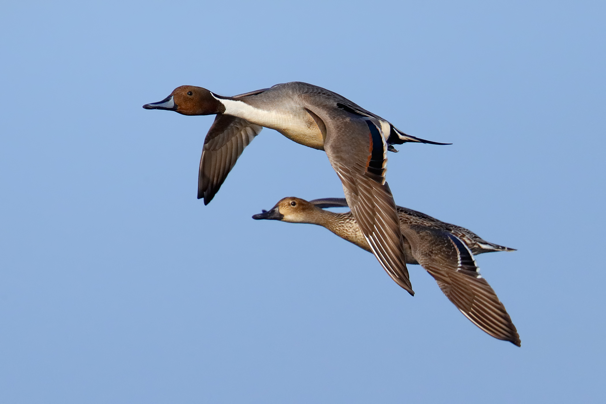 Codoni in volo - Coppia