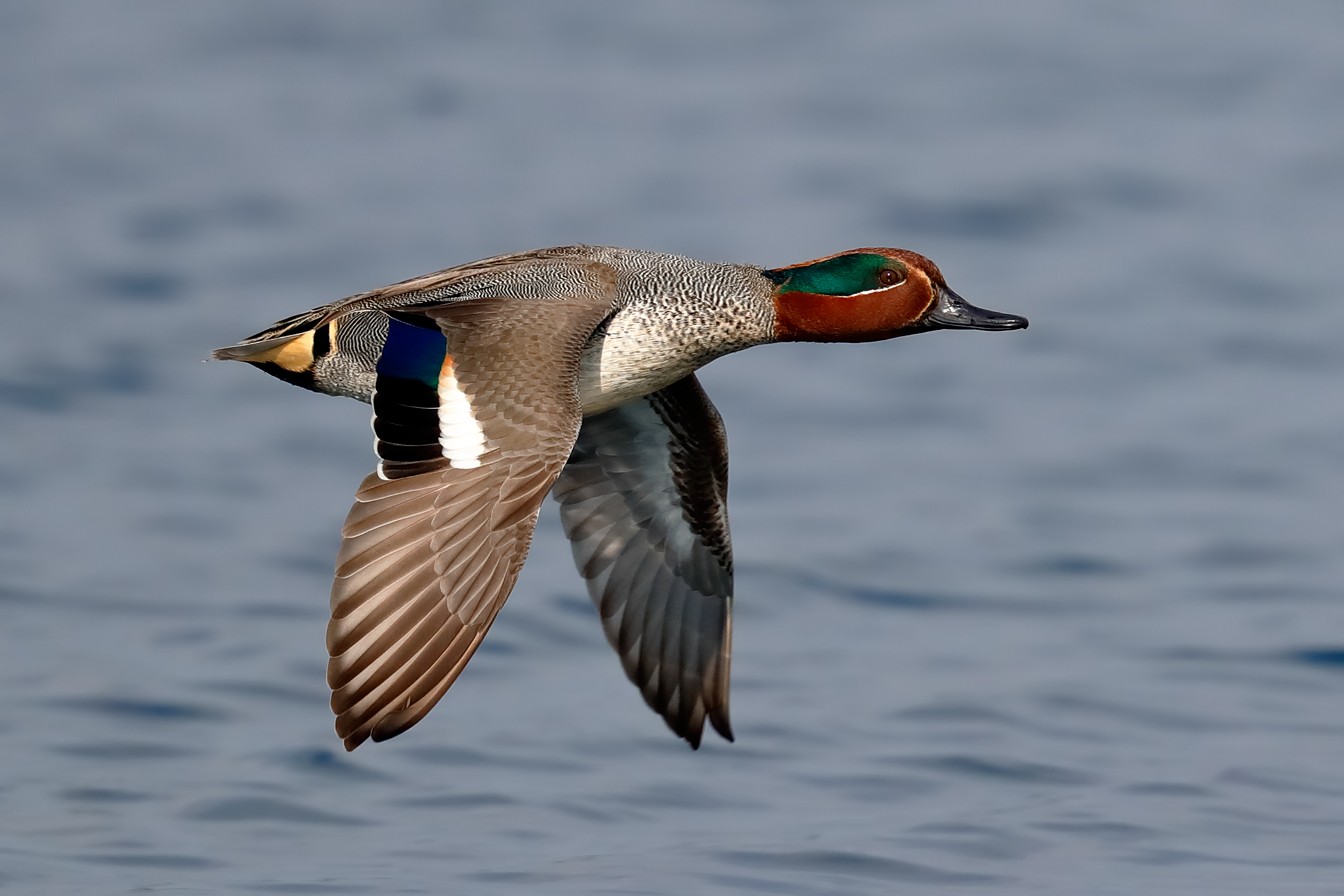 teal flying