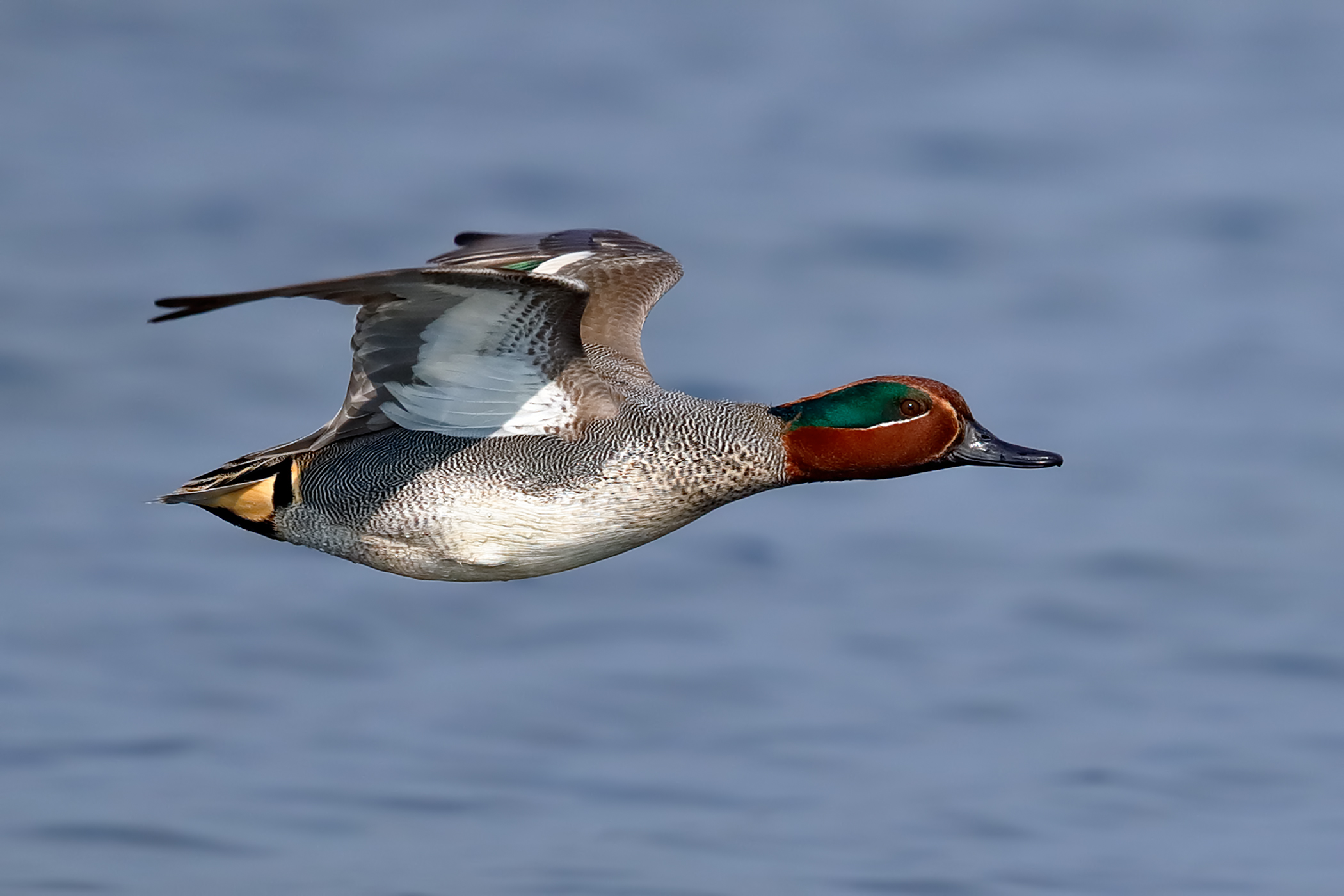 Teal in flight