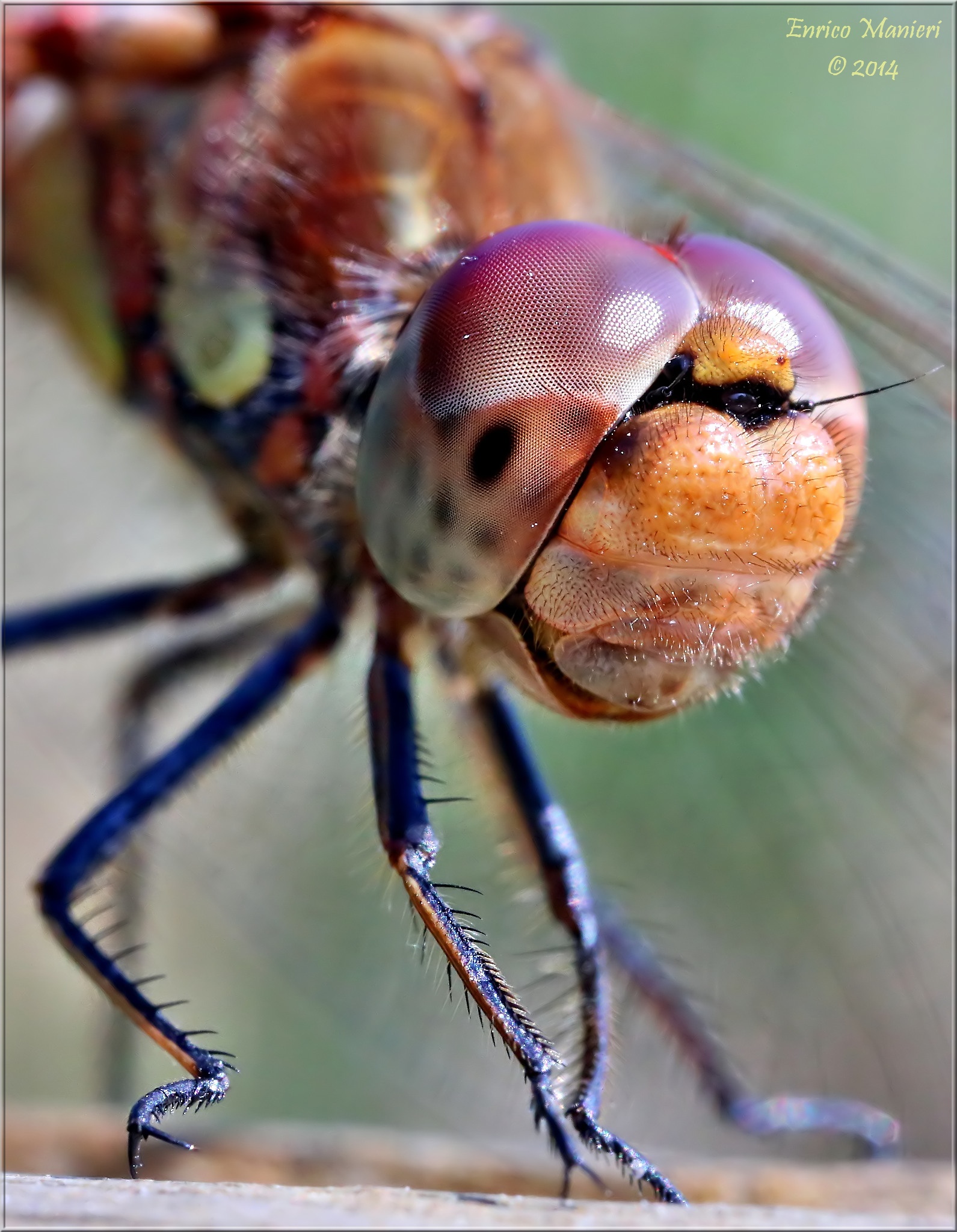 Sympetrum striolatum