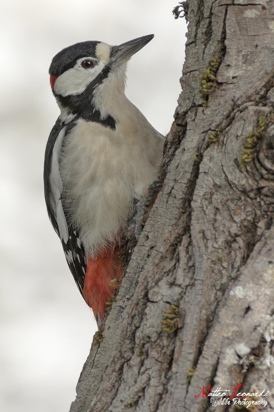 Spotted Woodpecker - Apuan Alps