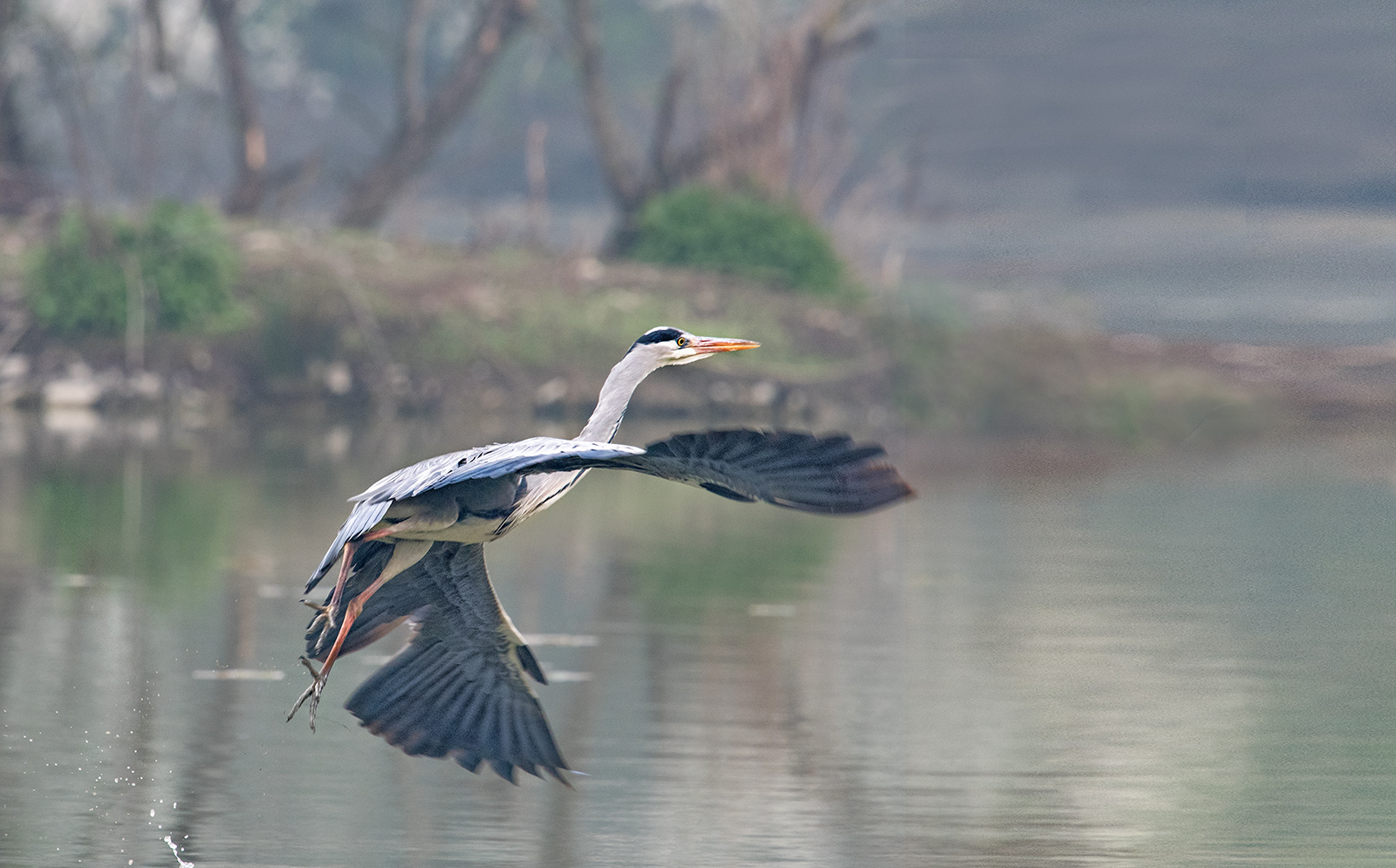 Gray Heron
