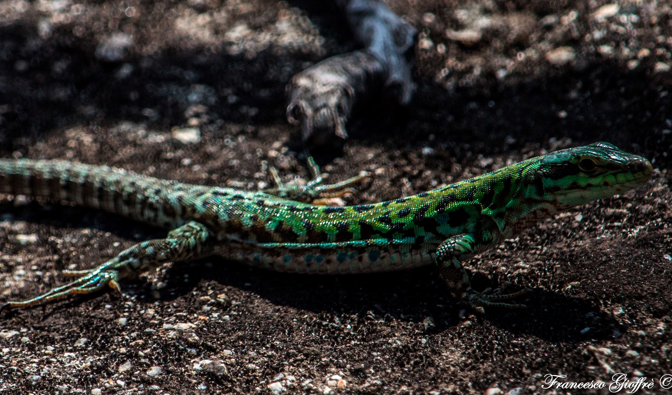 Lucertolina primaverile