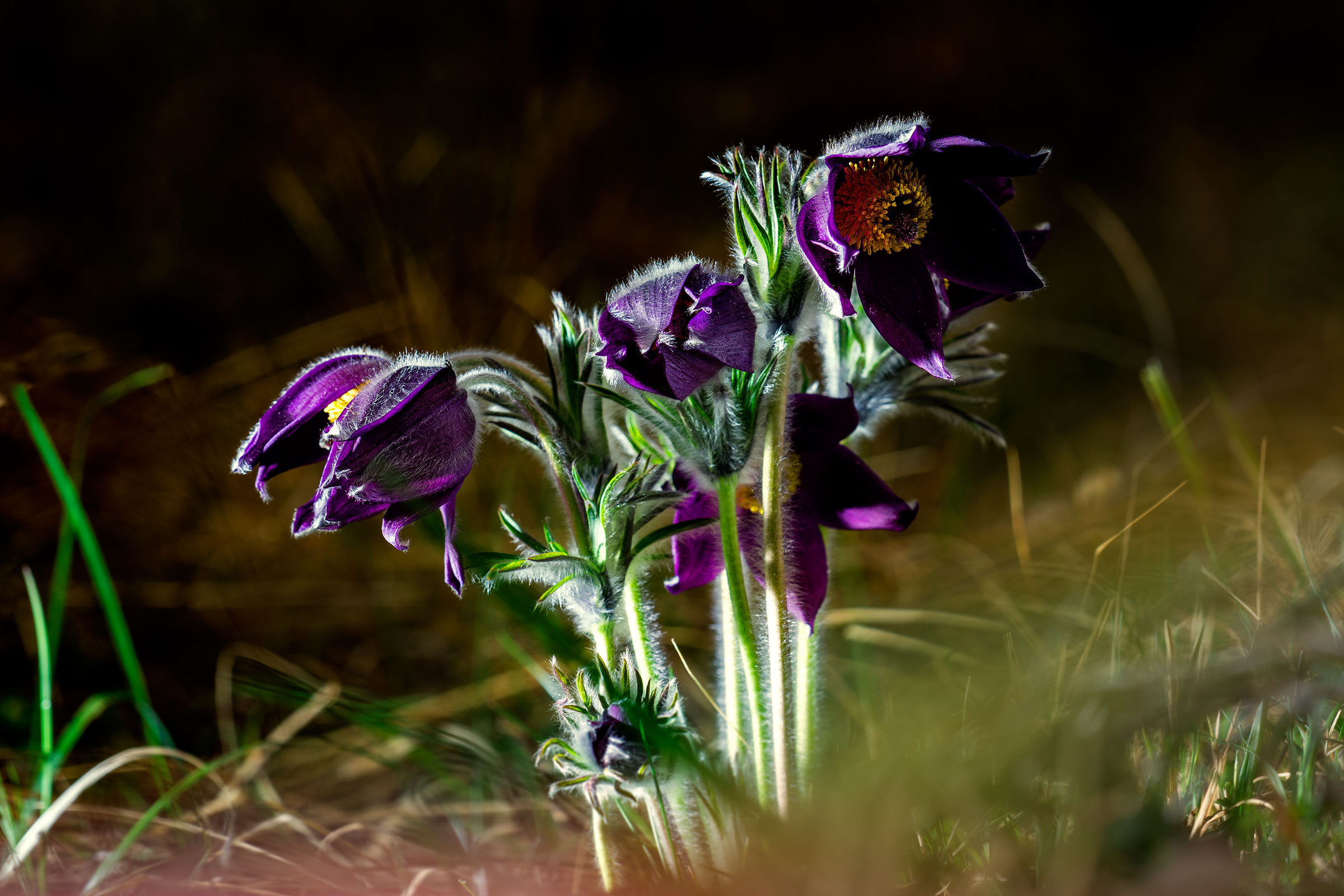 Pulsatilla