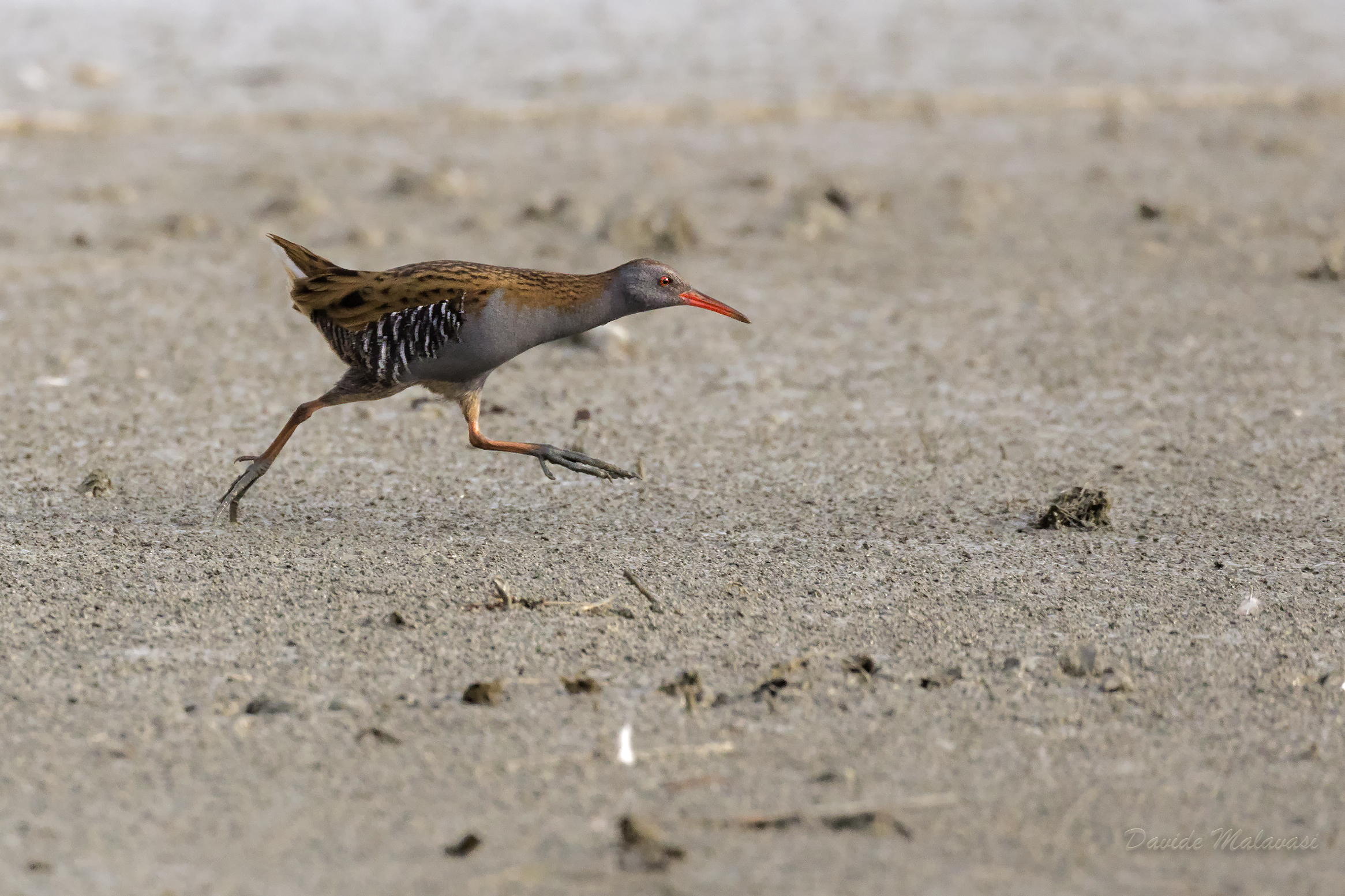 Water Rail
