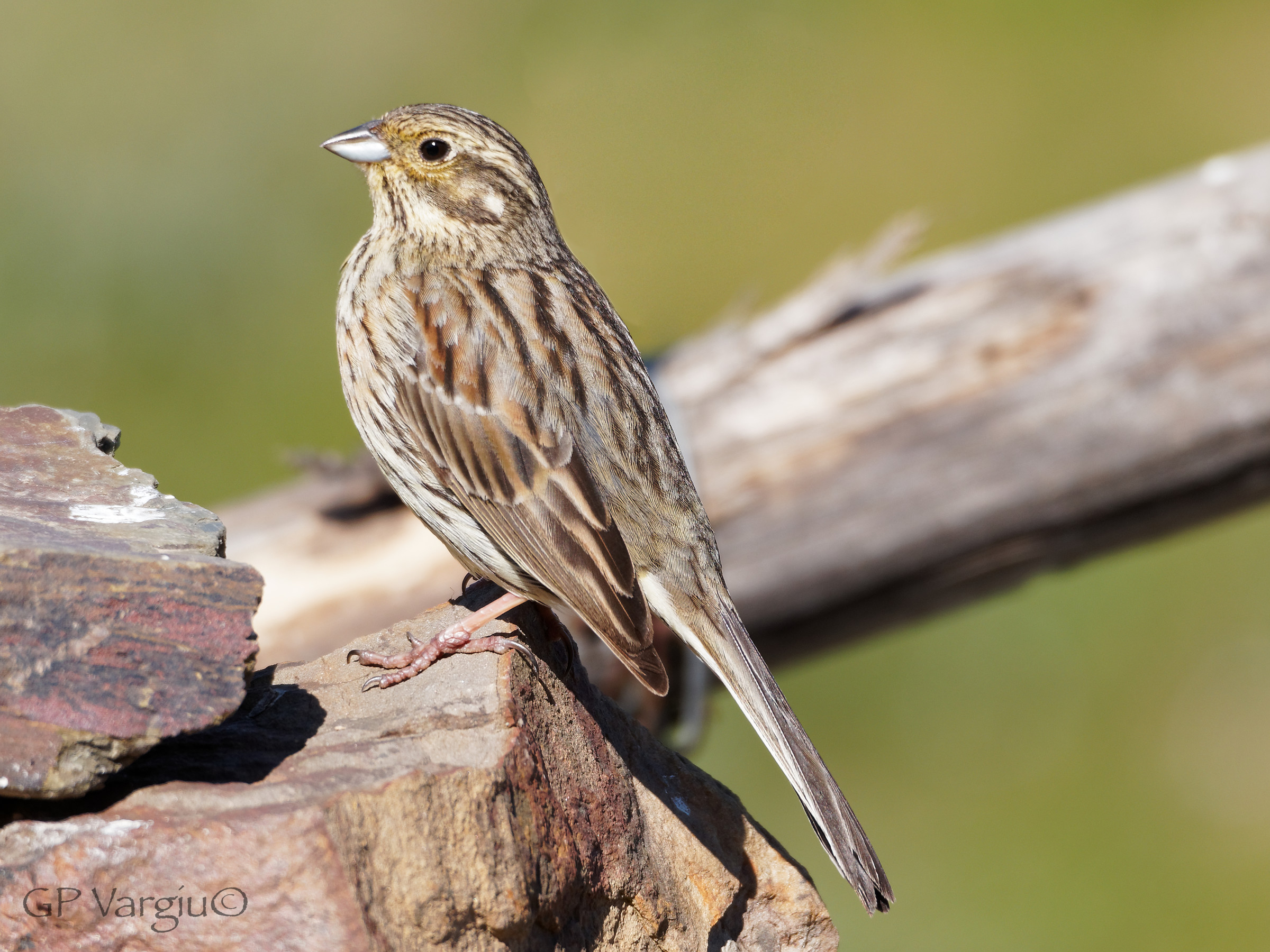 Finalmente la femmina