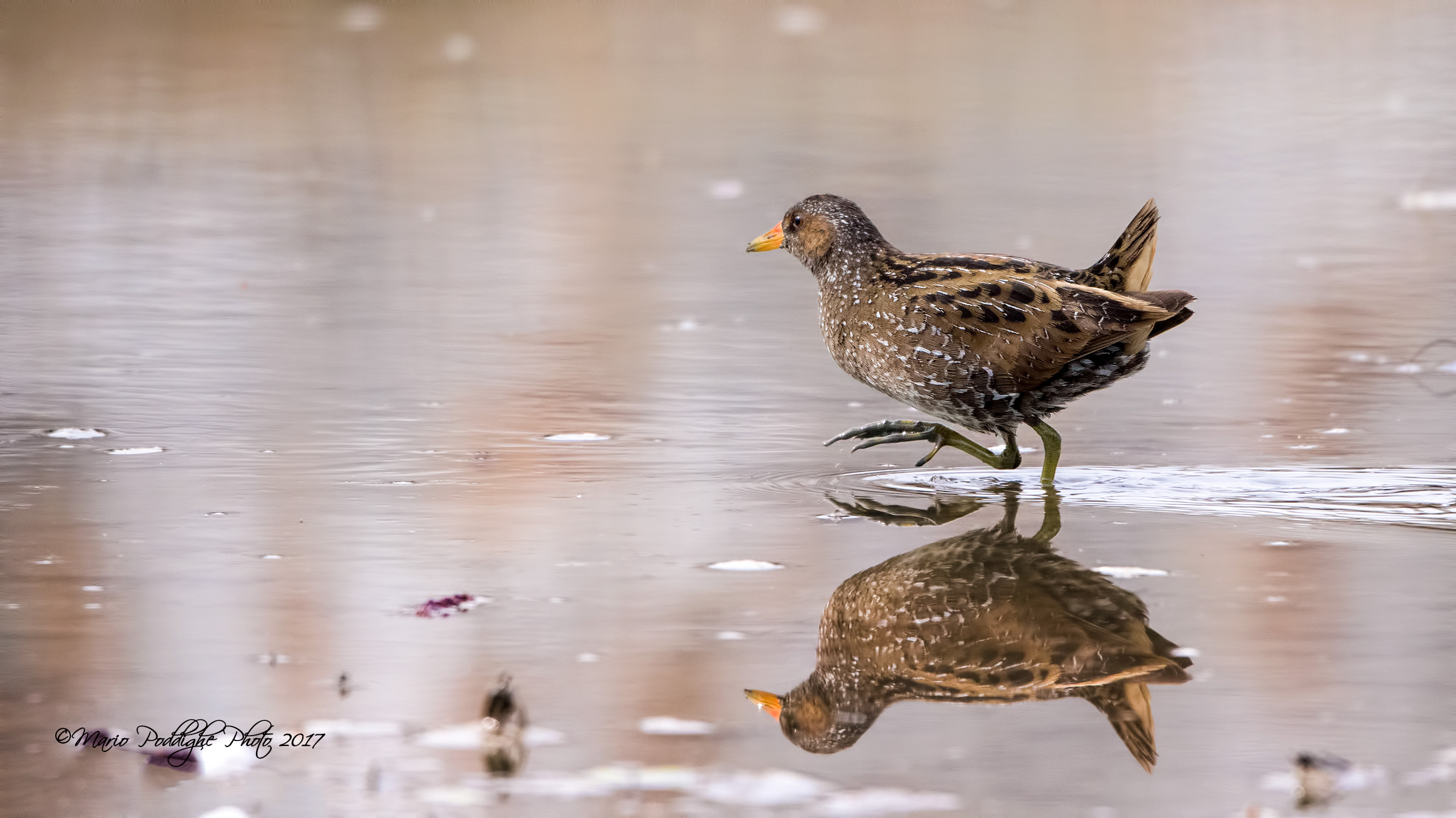 Walking through the cane (Voltolino)
