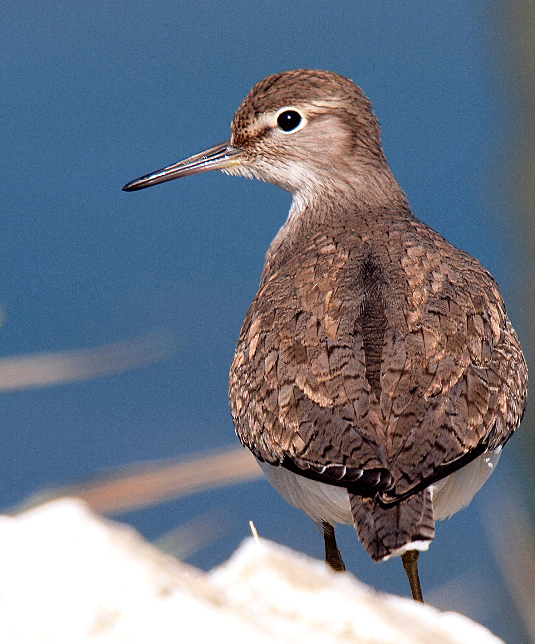 Ritratto di Piro Piro.