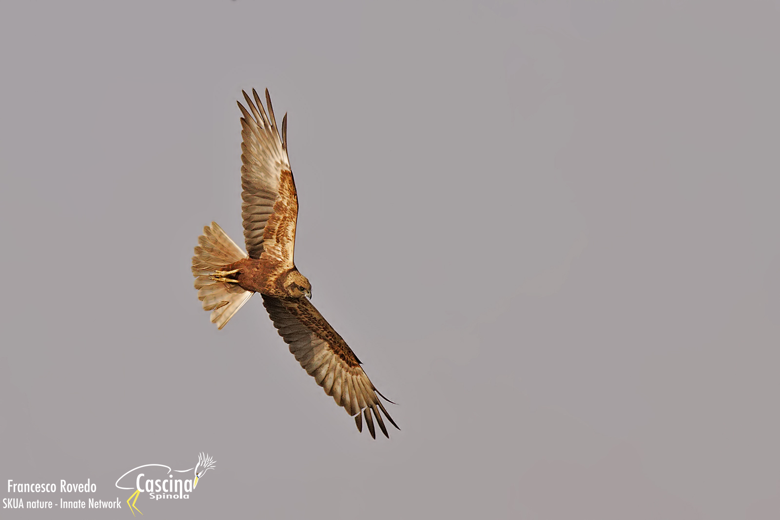 falco di palude in virata